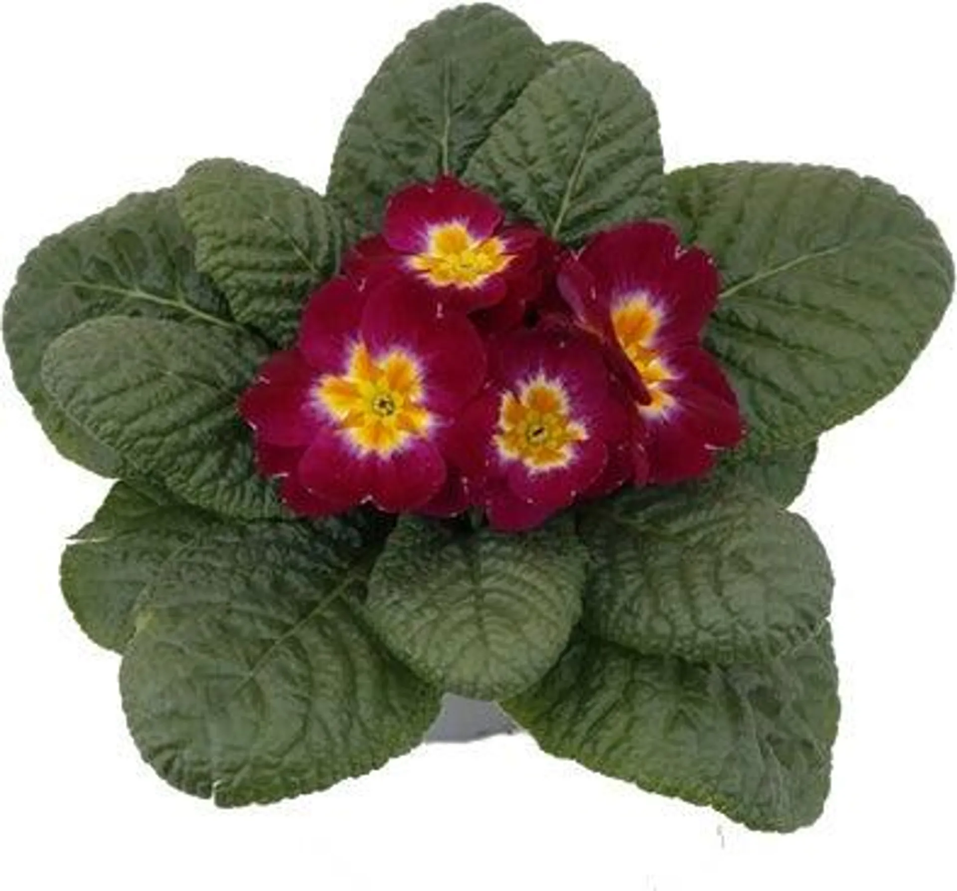 Sleutelbloem (Primula acaulis) paars gevlamd D 10,5 H 10 cm