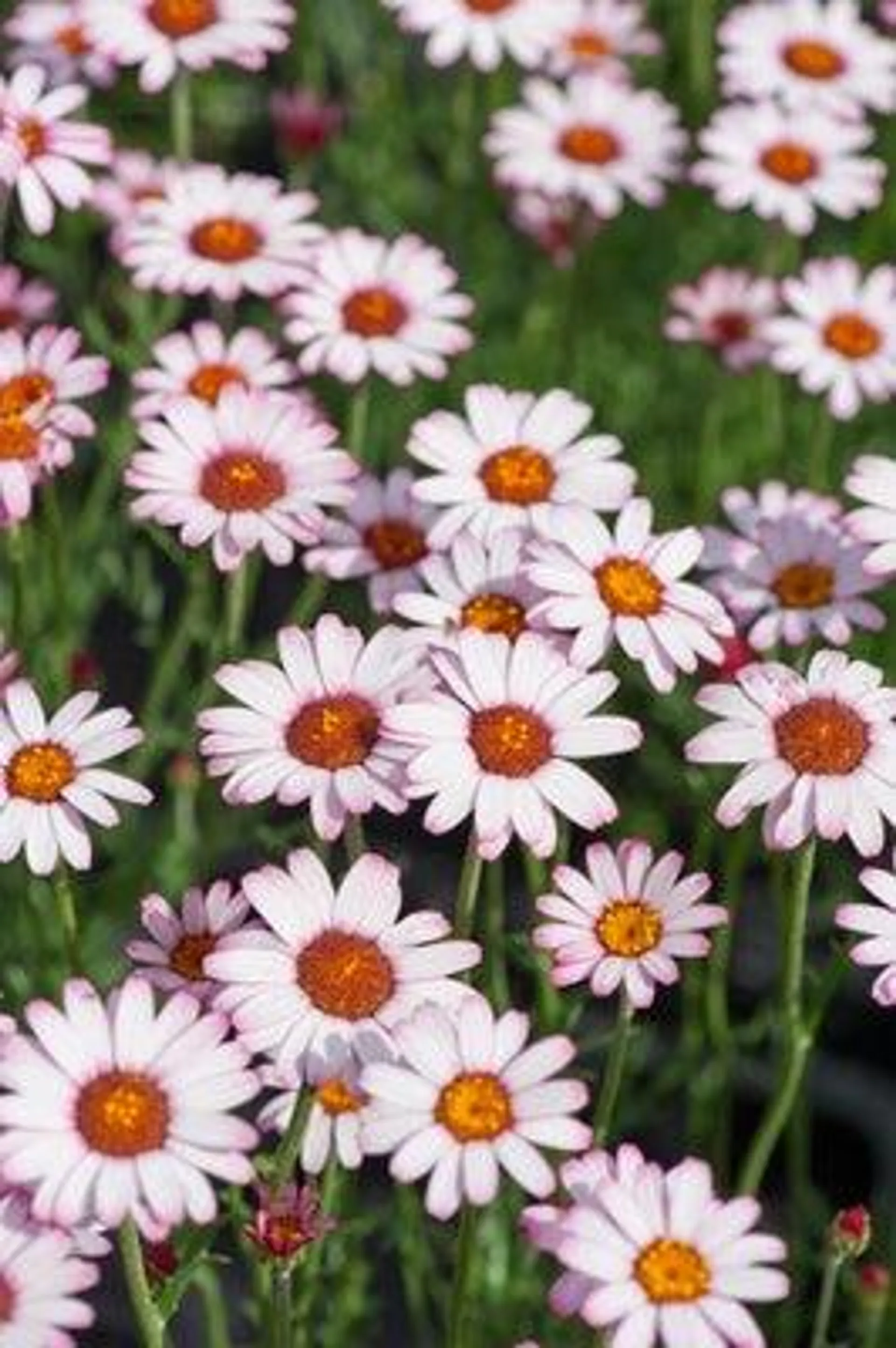 Marokkaans Madeliefje (Rhodanthemum hosmariense 'Marrakech') D 11 H 15 cm