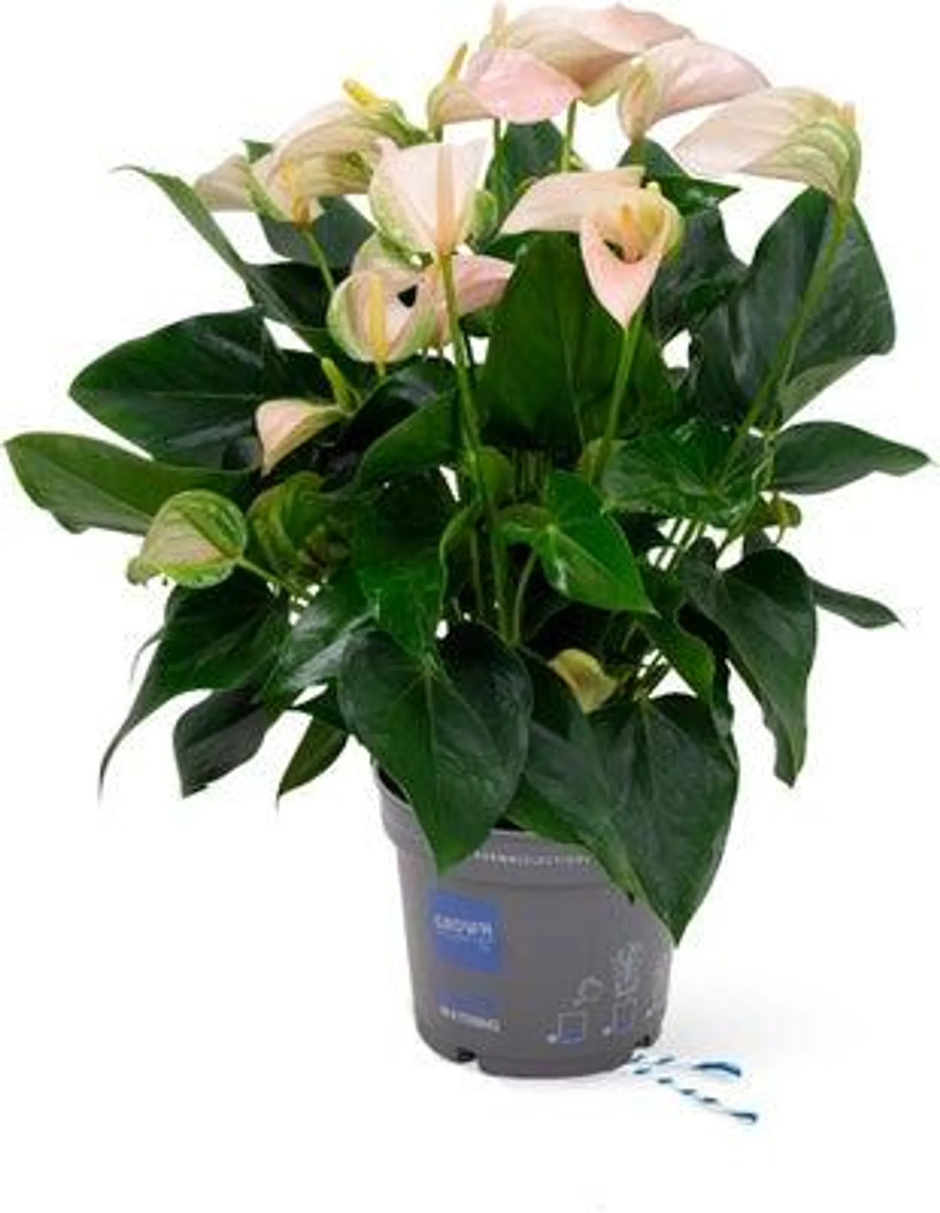 Flamingoplant (Anthurium 'Joli Peach') D 17 H 55 cm