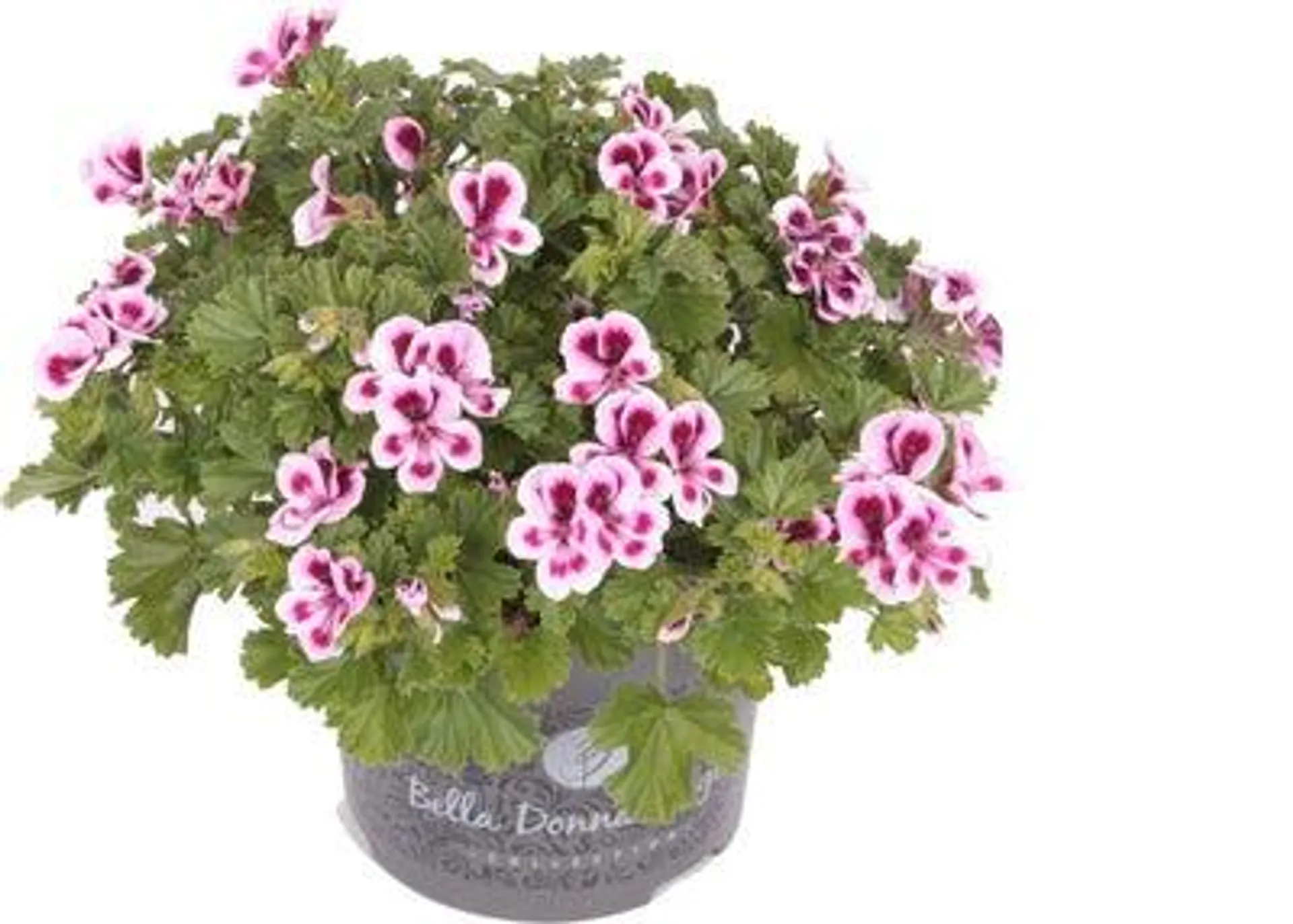 Franse Geranium (Pelargonium grandiflorum 'Angel eyes Joy') D 12 H 28 cm