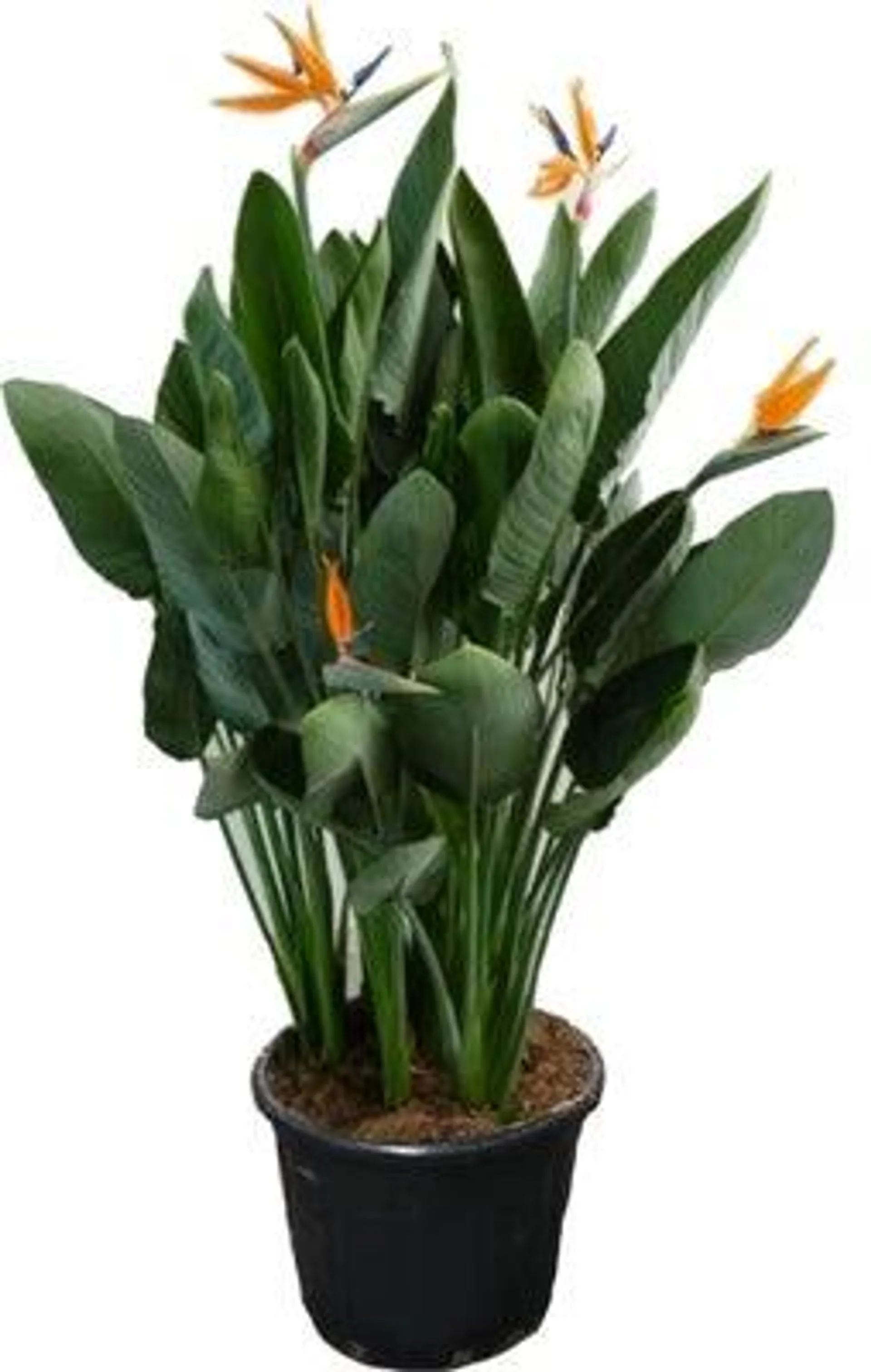 Paradijsvogelbloem (Strelitzia reginae) D 40 H 150 cm