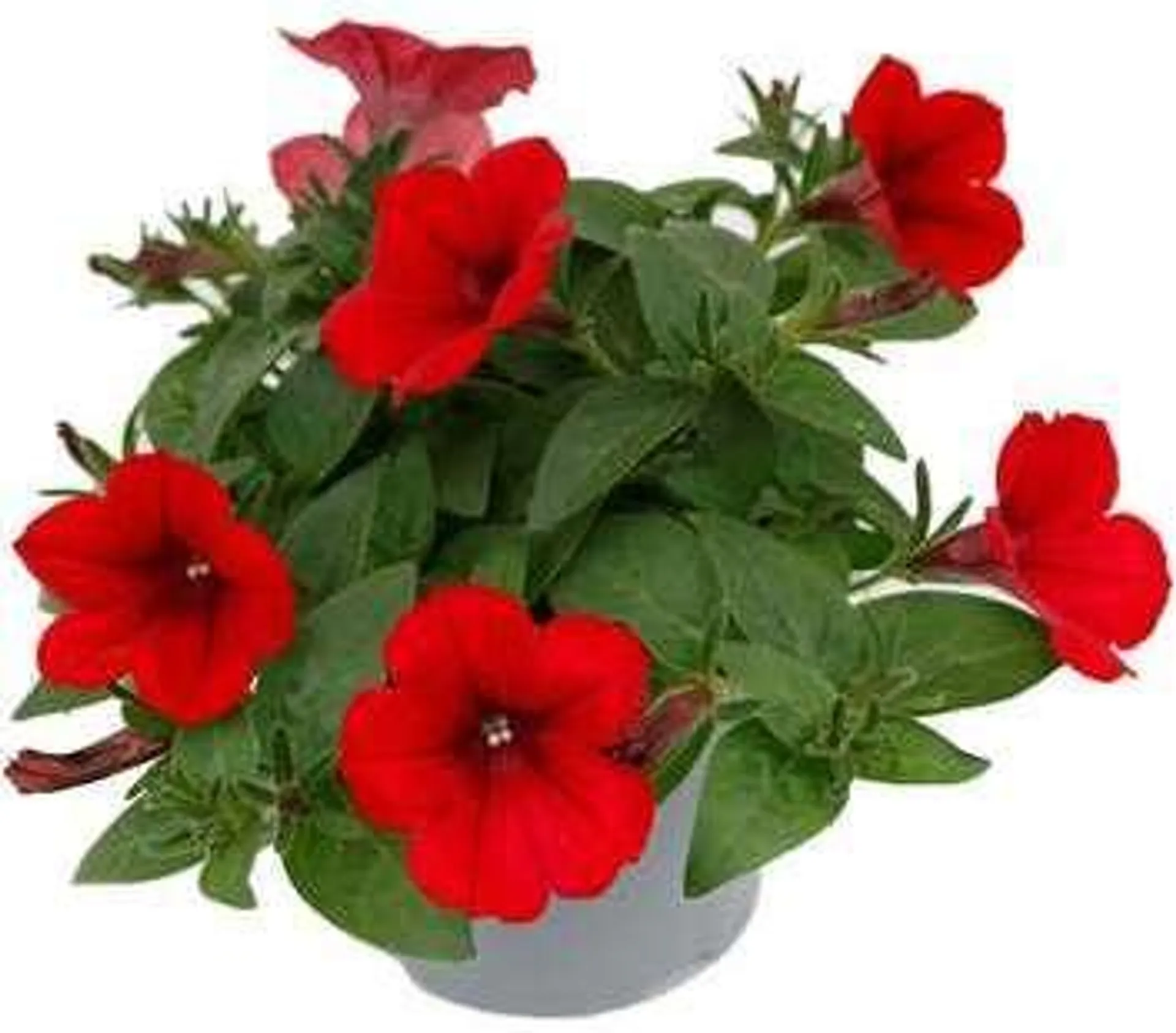 Minipetunia (Calibrachoa) rood D 13 H 10 cm