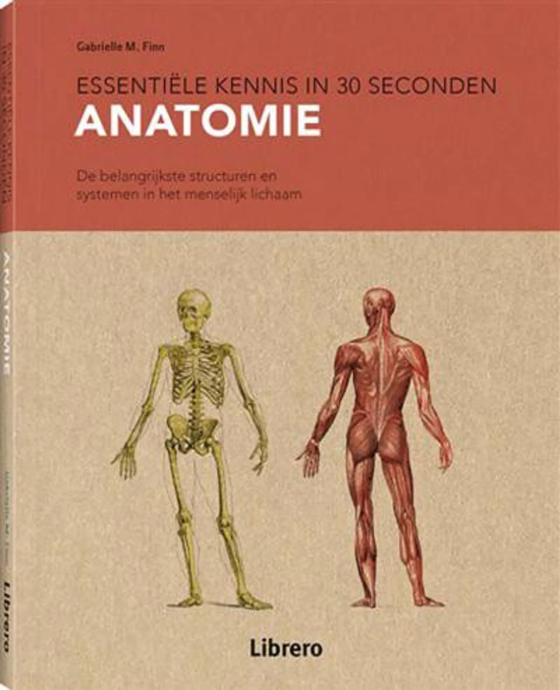 Anatomie