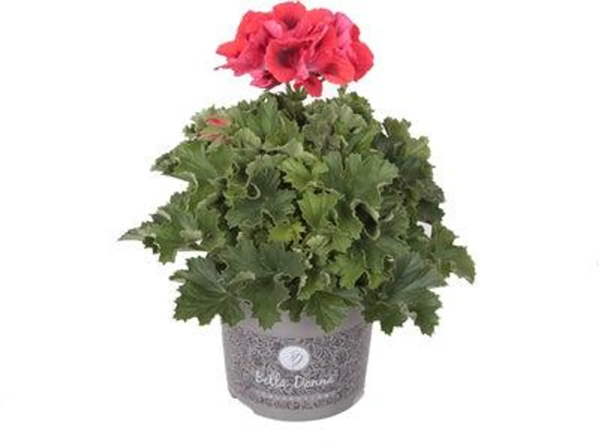 Franse Geranium (Pelargonium grandiflorum) D 12 H 15 cm