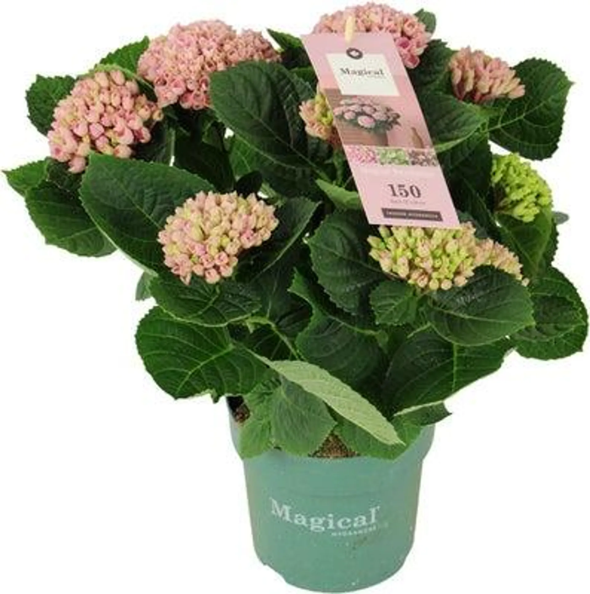 Hortensia (Hydrangea macrophylla 'Magical Revolution') D 14 H 35 cm