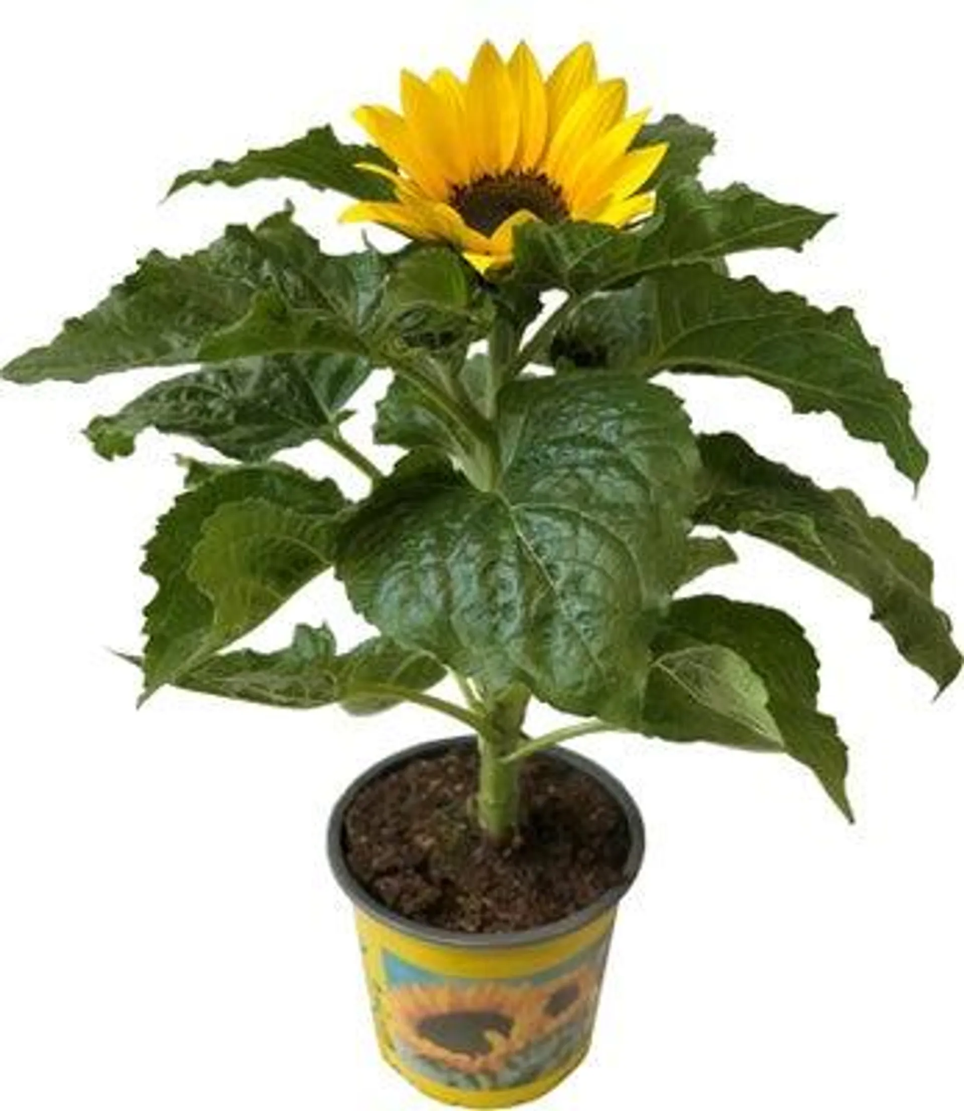 Zonnebloem (Helianthus annuus 'Sunsation') D 13 H 30 cm