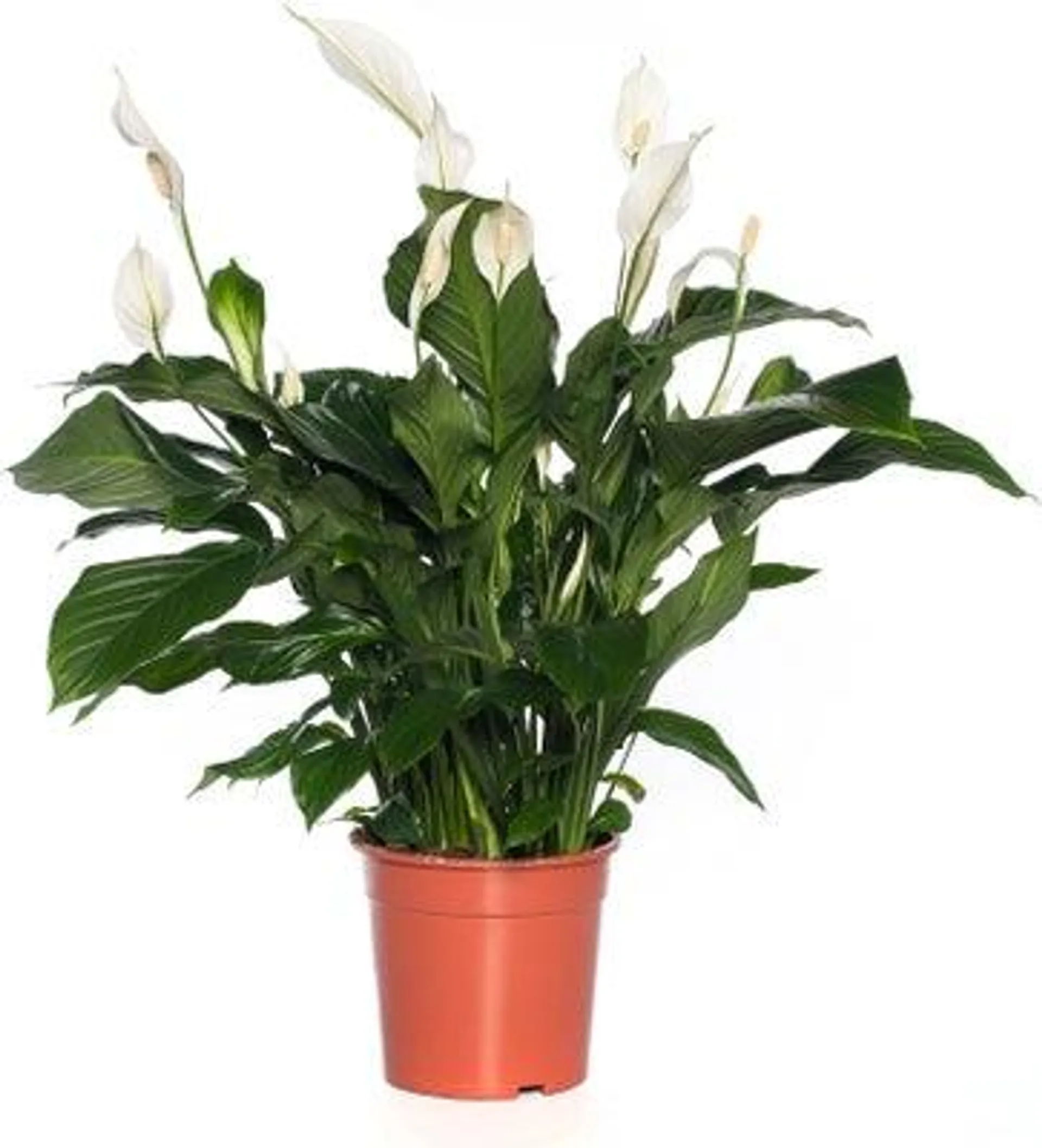 Lepelplant (Spathiphyllum 'Sweet Lauretta') D 21 H 100 cm