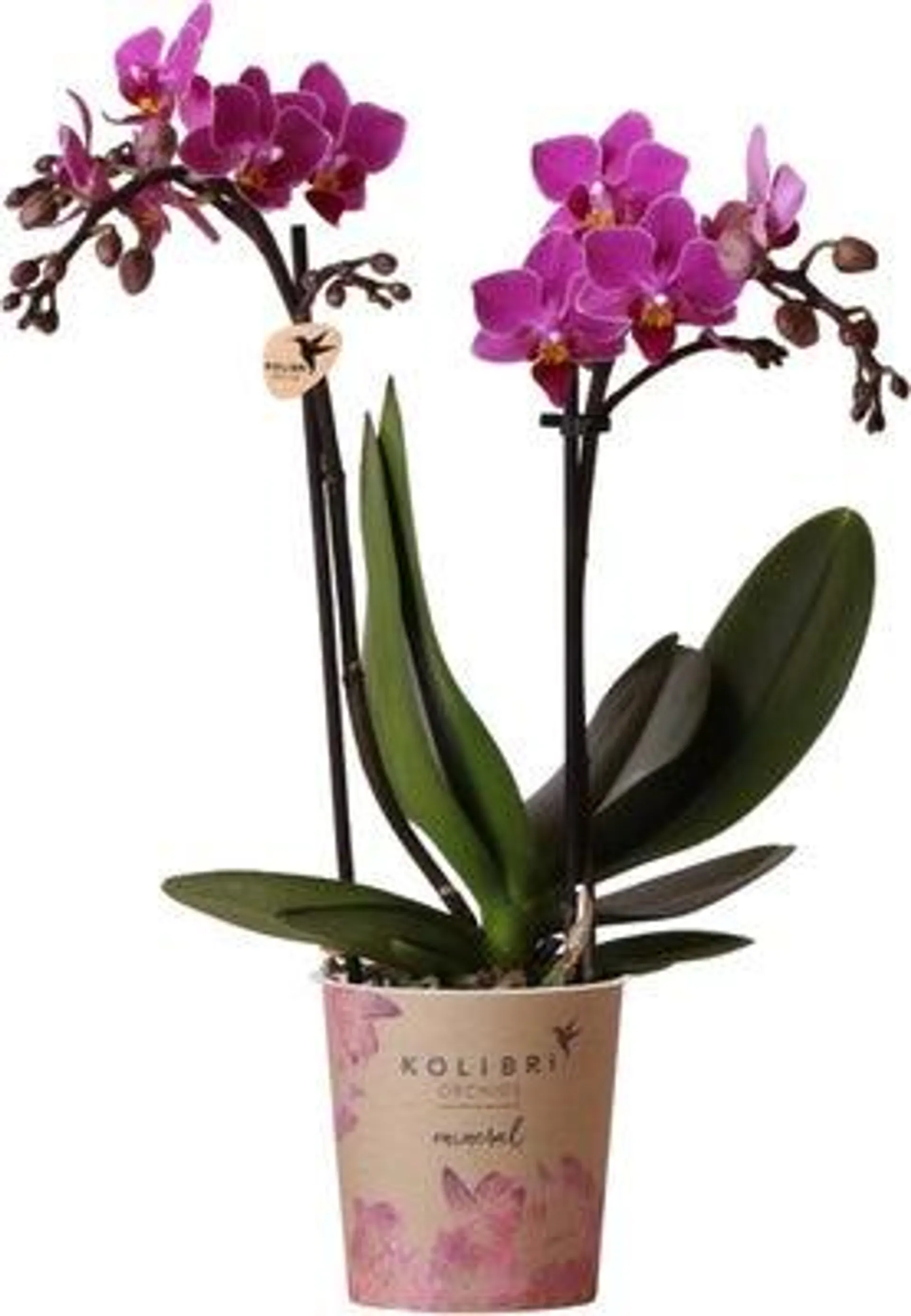 Mini Vlinderorchidee 2 tak (Phalaenopsis kolibri) paars D 9 H 40 cm