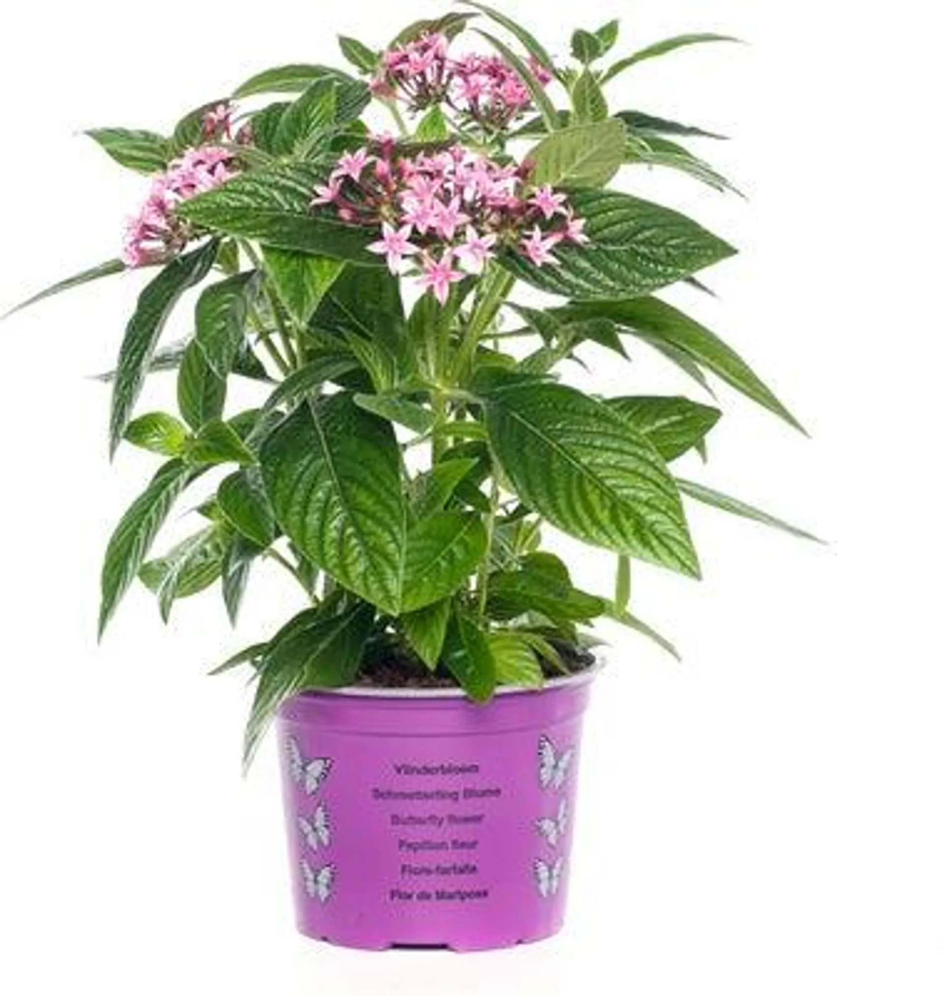 Pentas (Pentas lanceolata 'New Look') D 13 H 25 cm