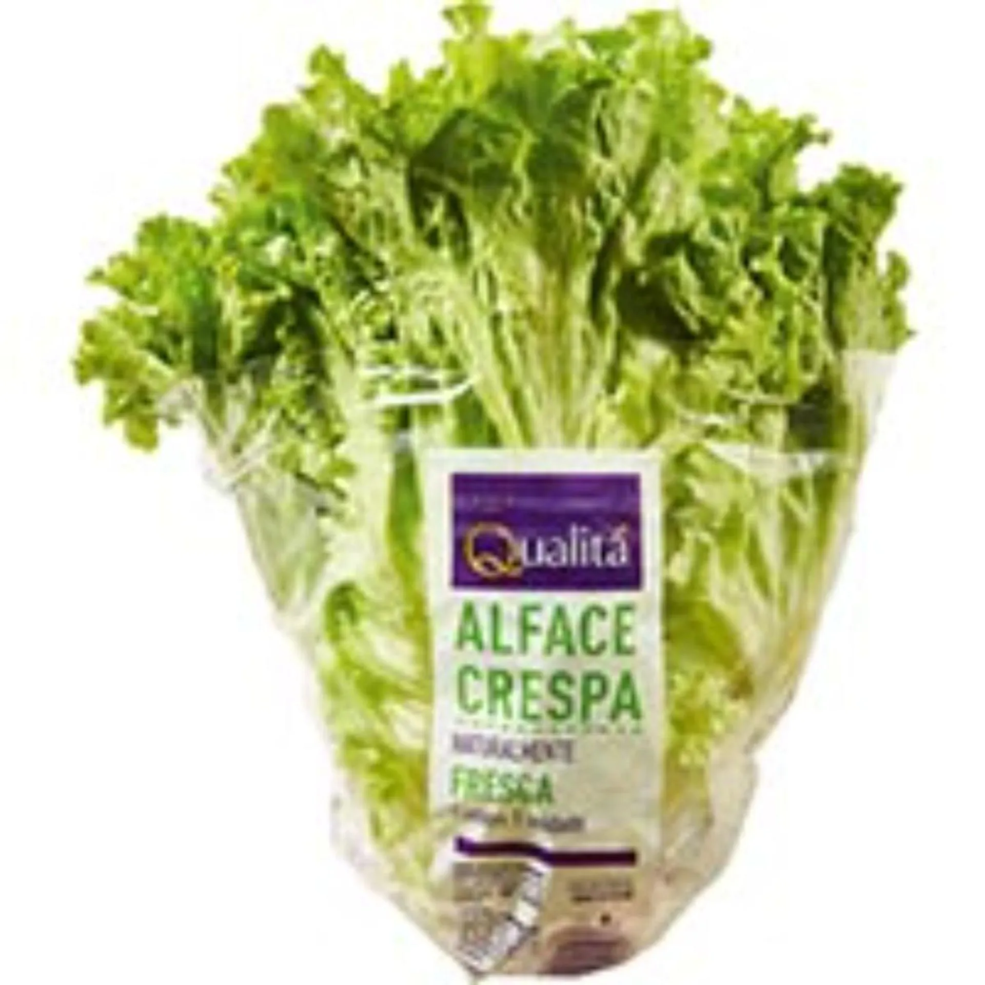 Alface Crespa Naturalmente Fresca Qualitá