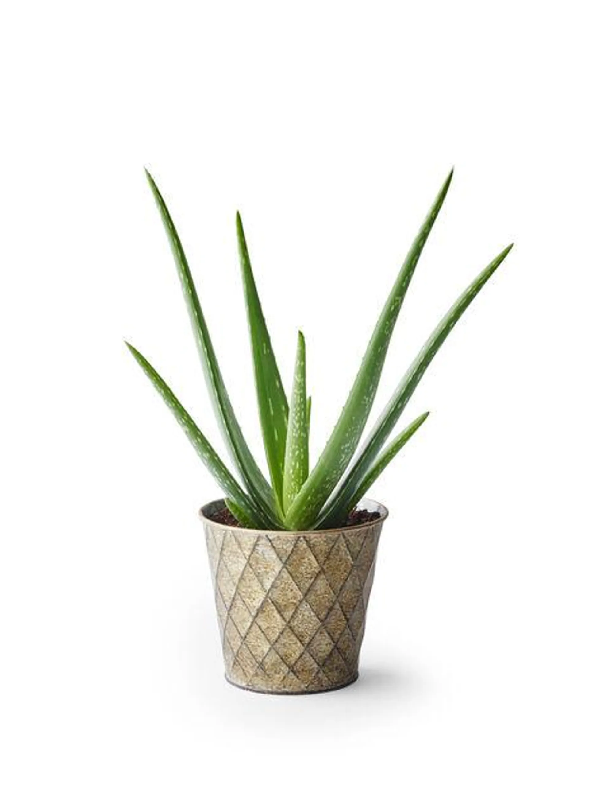 Aloe vera