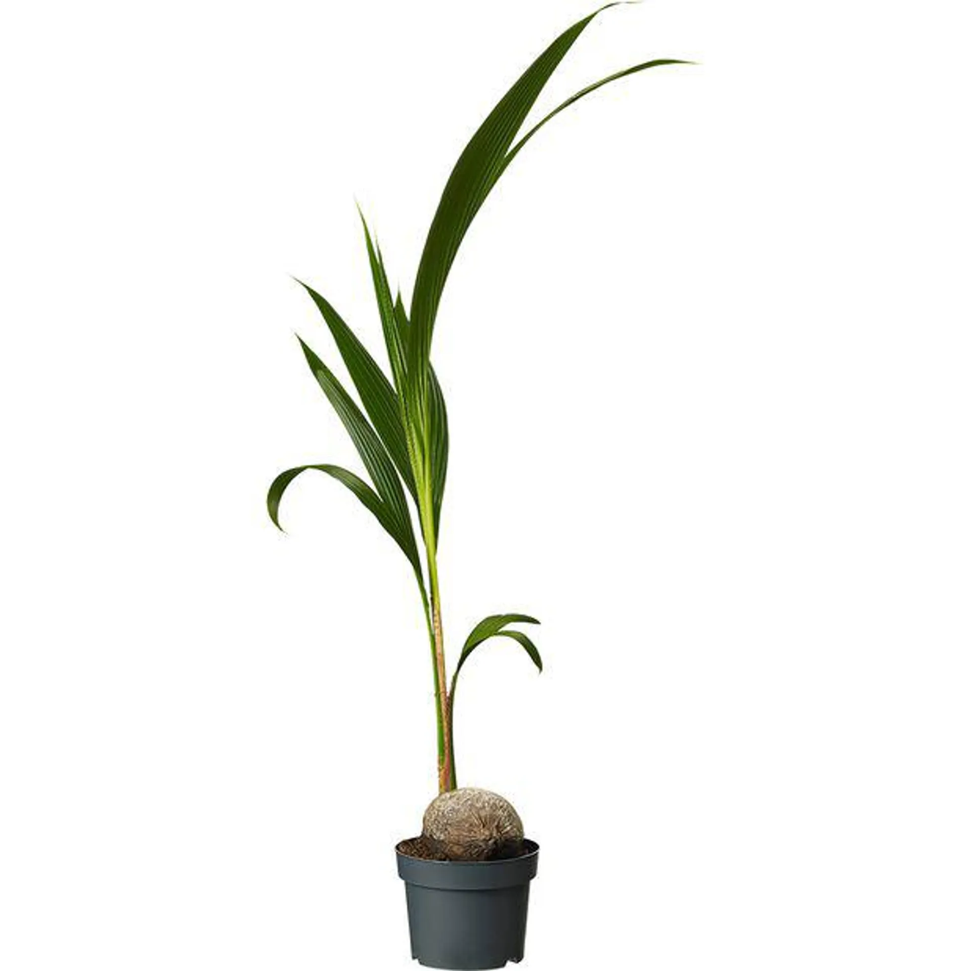 Kokospalme