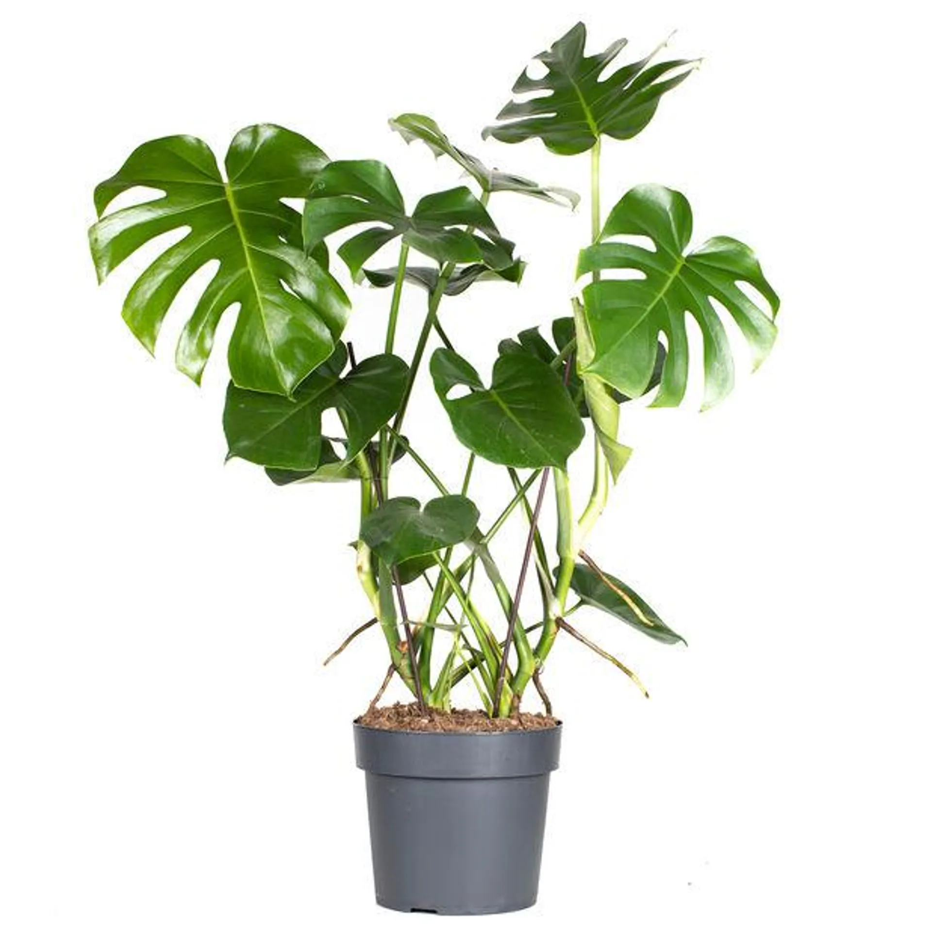 Monstera 'Deliciosa'