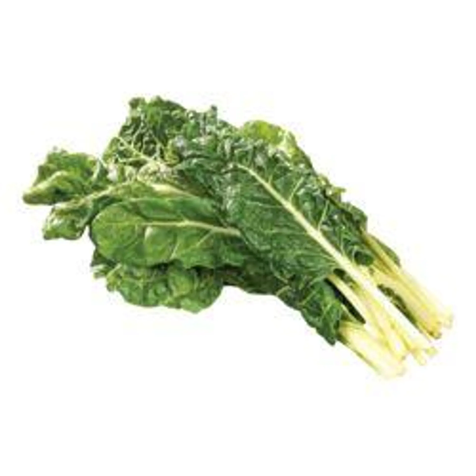 Green Swiss Chard