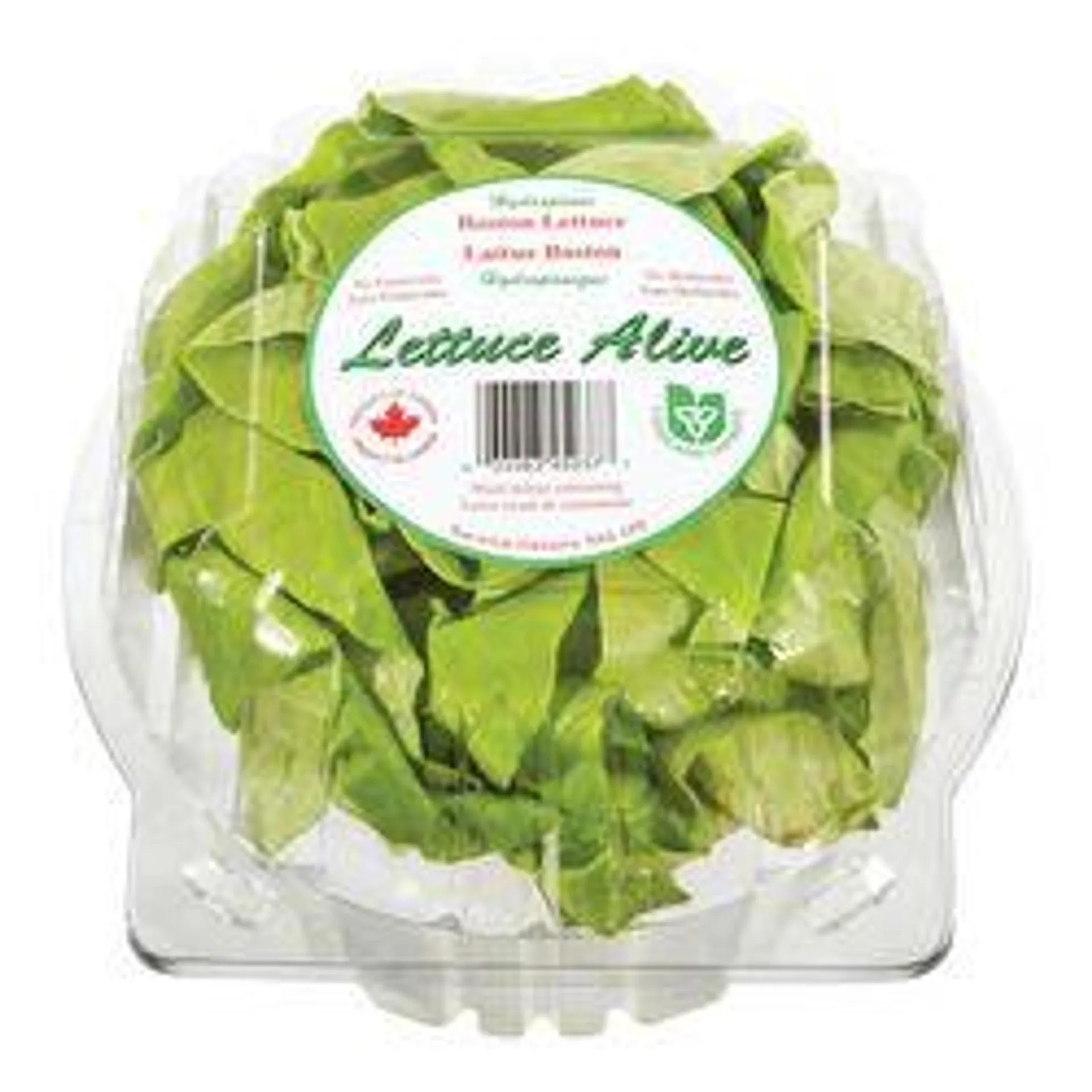 Hothouse Boston Lettuce in a Dome