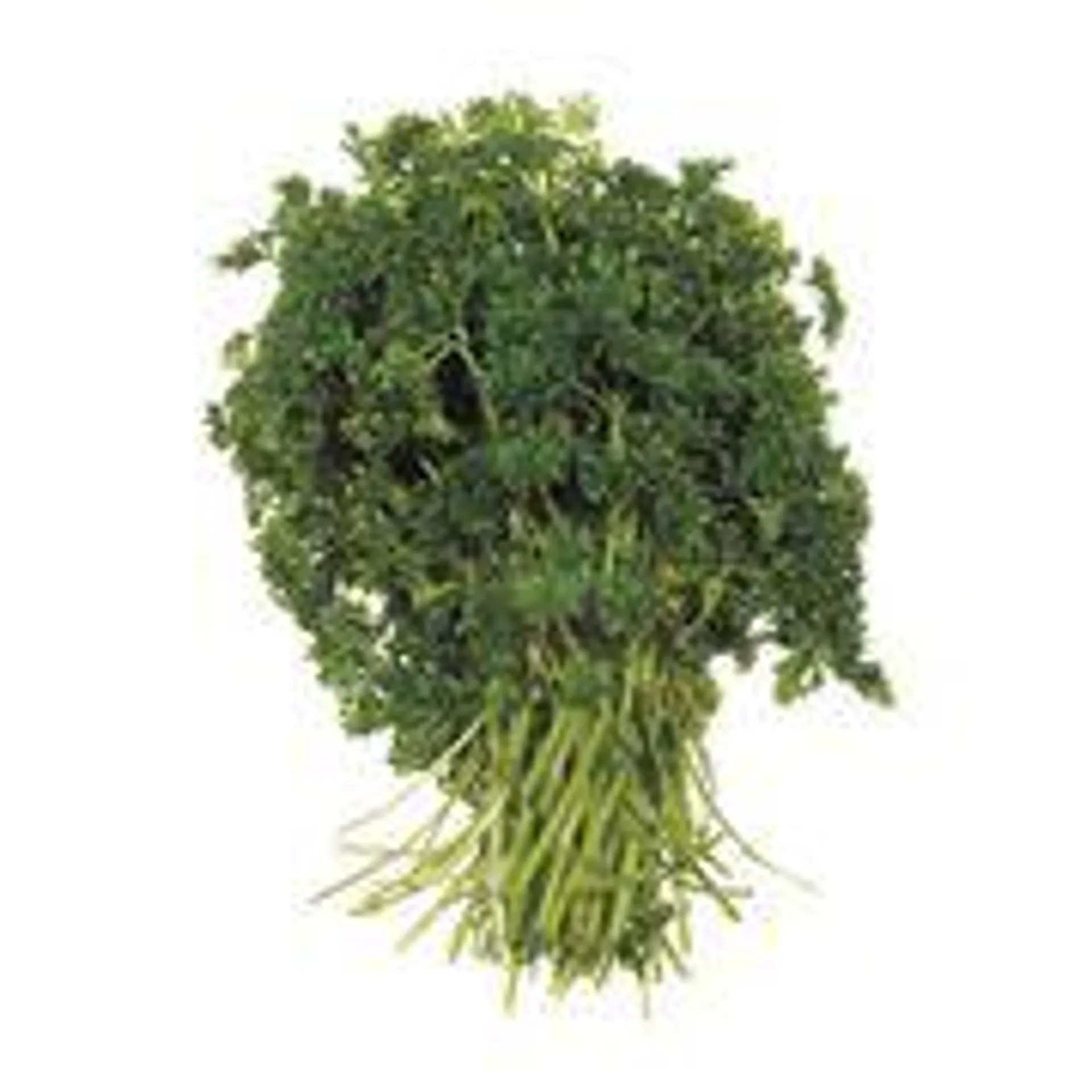 Curly Parsley