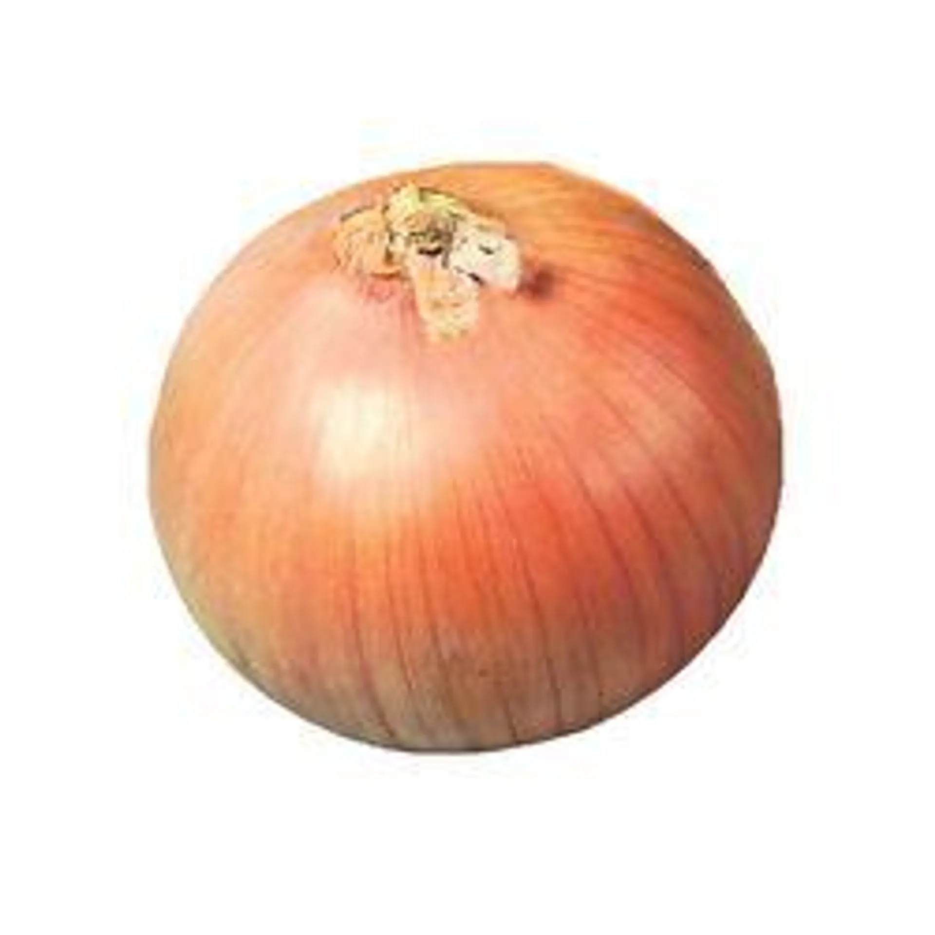 Spanish Onion