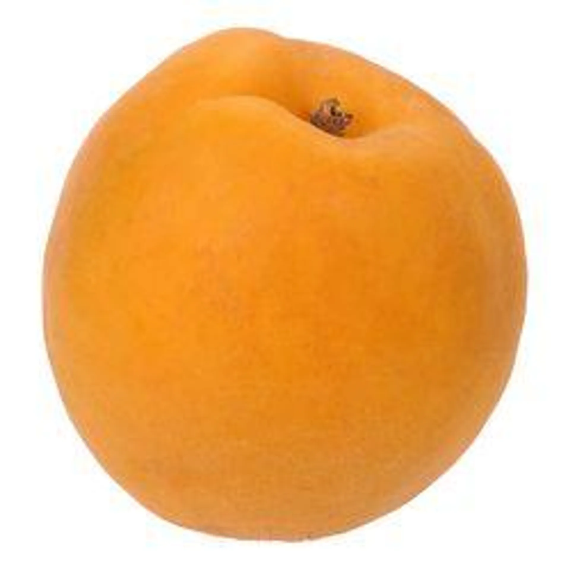 Apricot