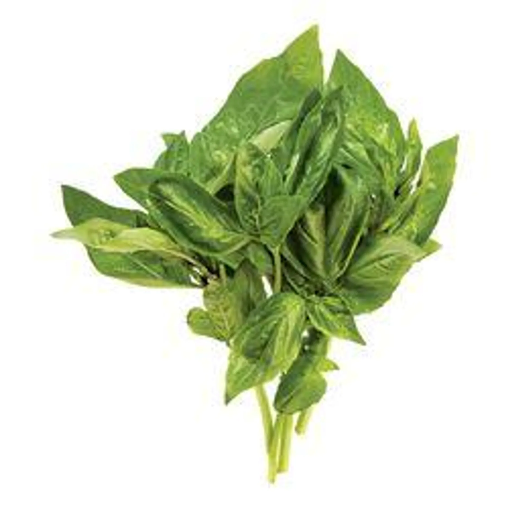 Basil