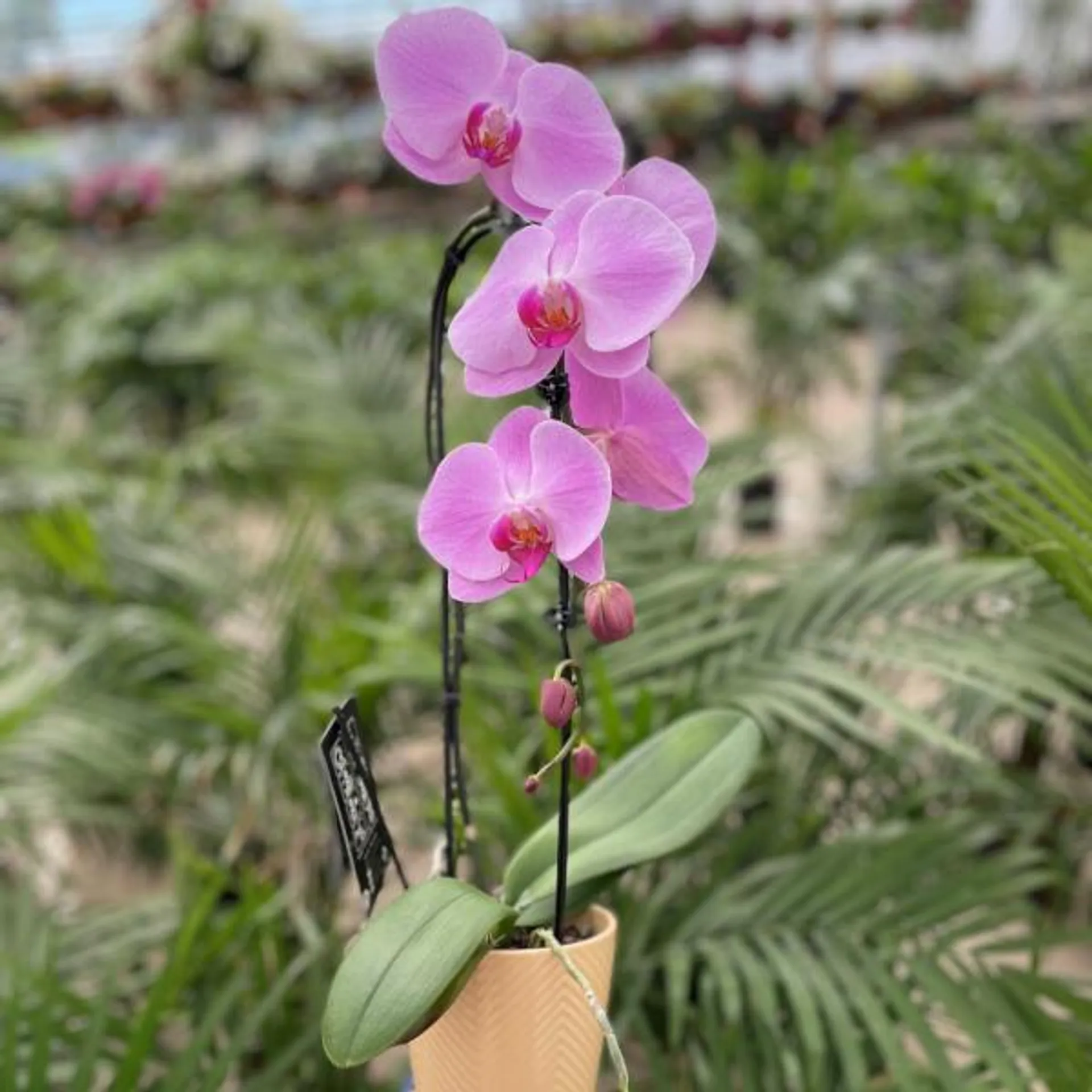 Cascade Orchid in Ceramic Pot