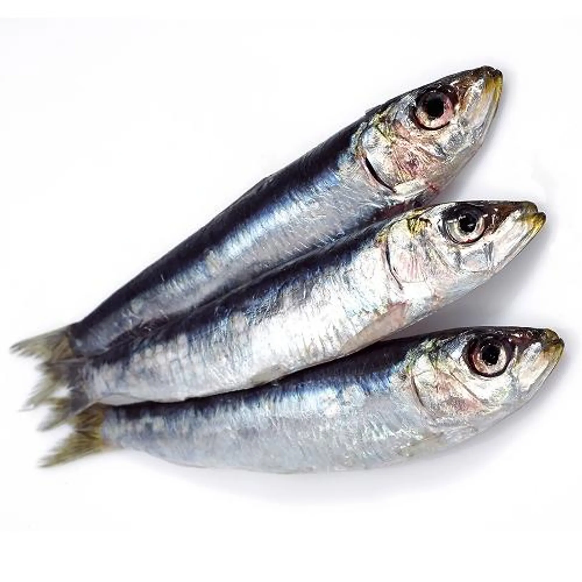 Delicious Flame Sardine 500g