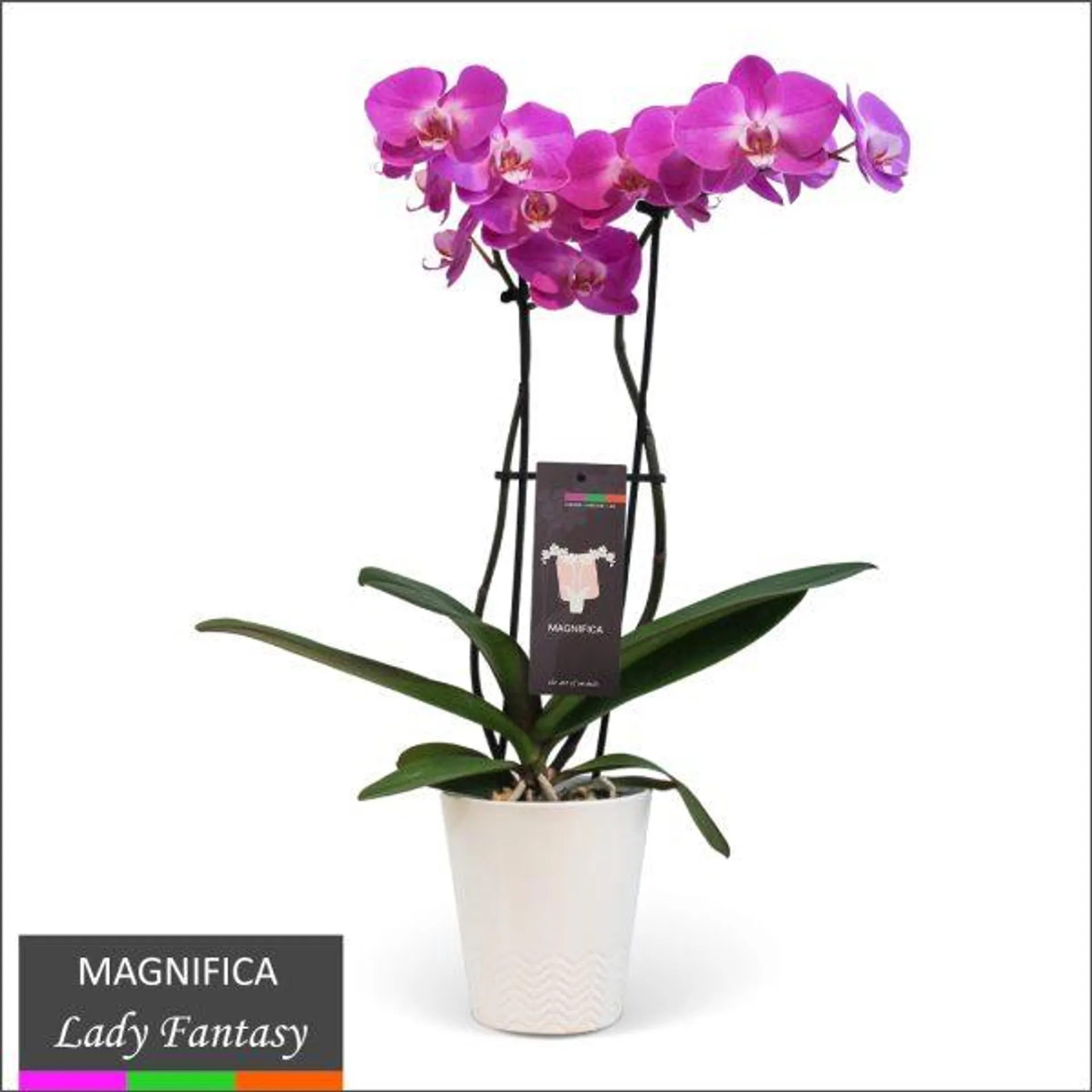 Magnifica Orchid – Double Spike in Ceramic Pot