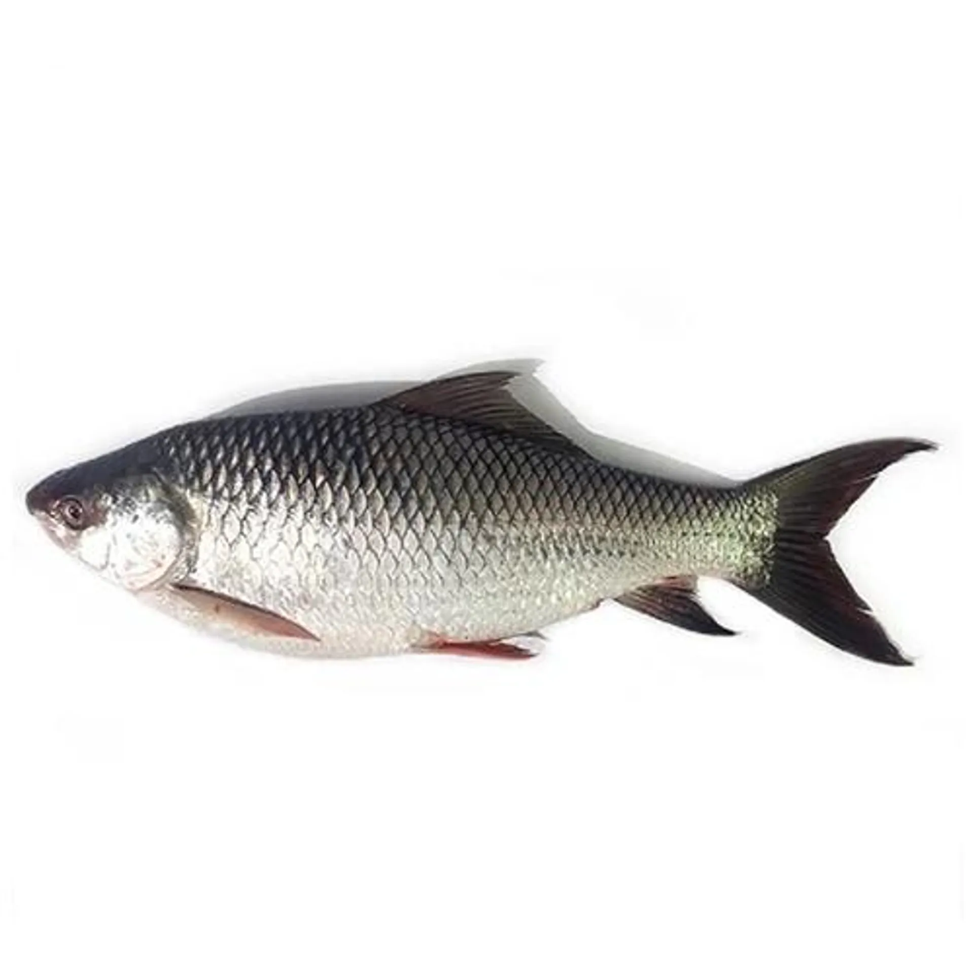 Rohu Fish 2kg