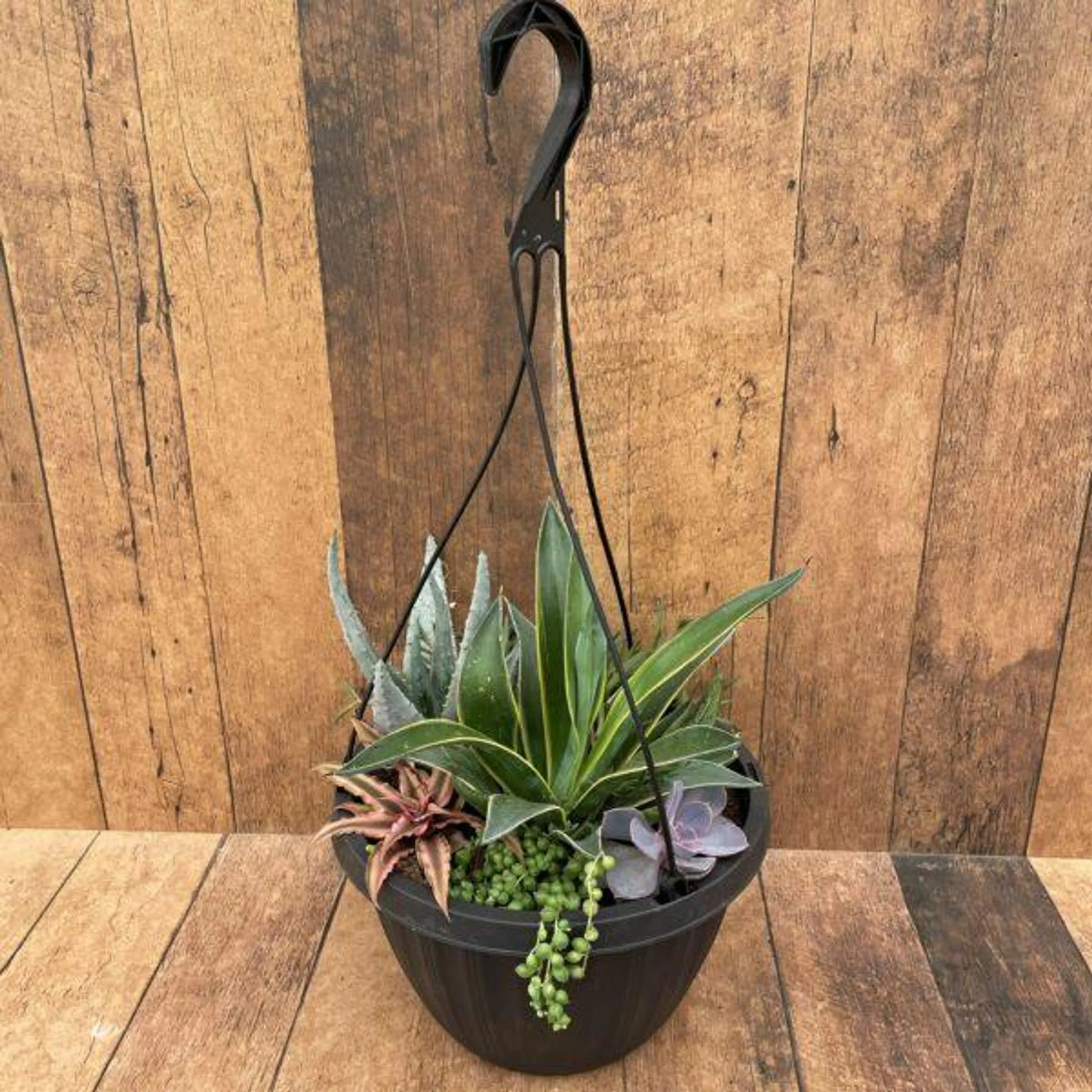 Succulent Hanging Basket