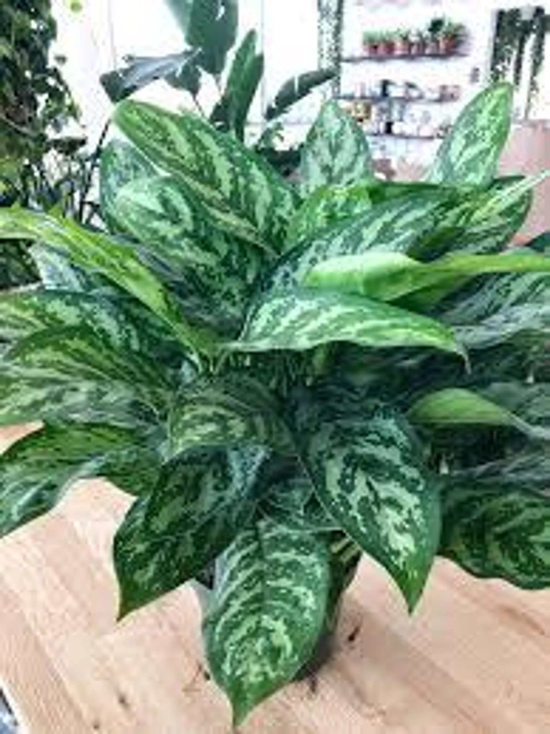Aglaonema Collection (10″ pot)- 3 Varieties to Choose From!