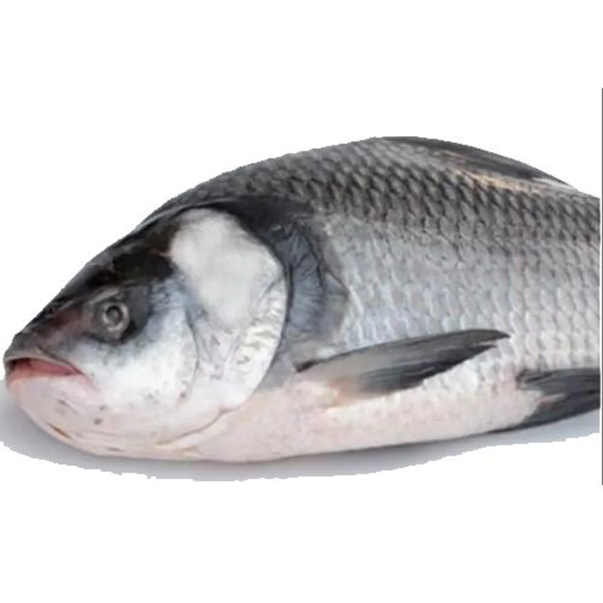 Taza Katla Fish