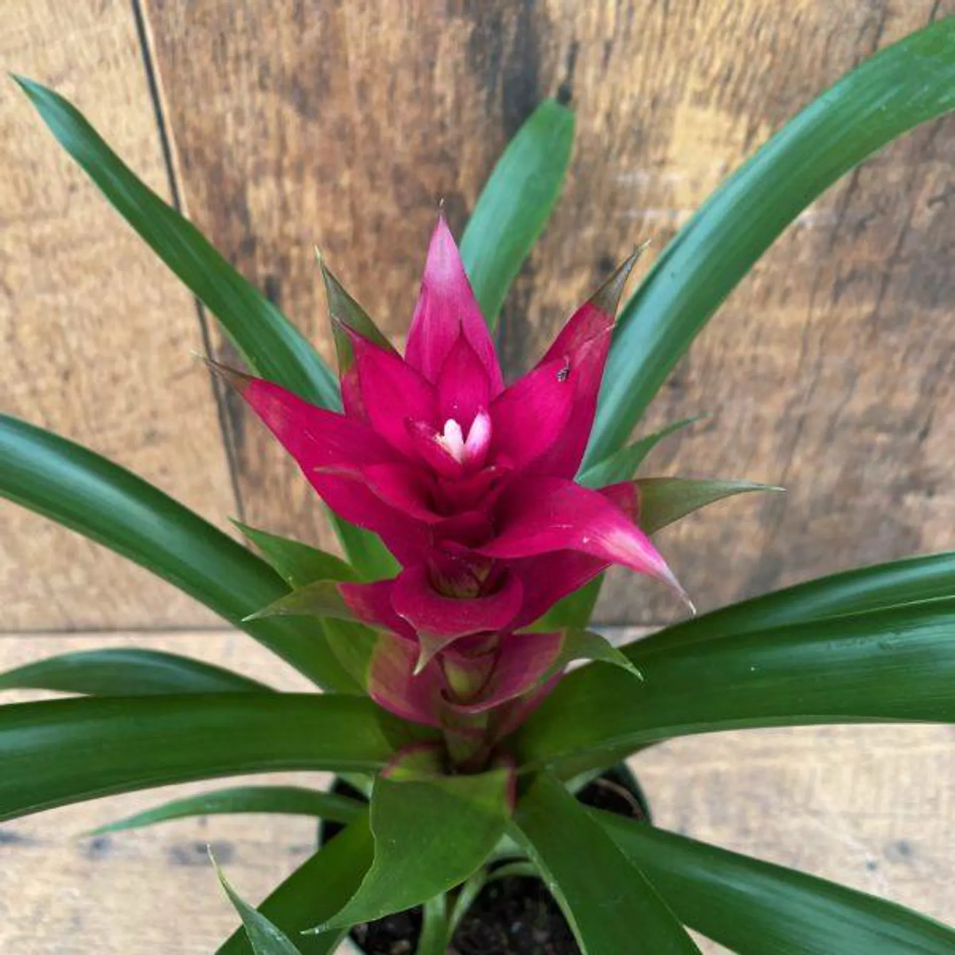 Bromeliad (4″ pot)