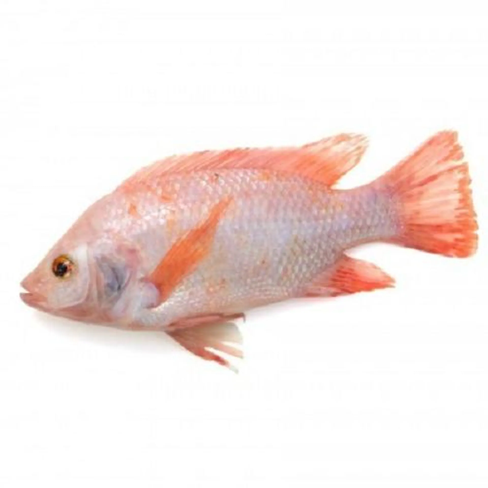 Northern King Tilapia Fillet Iqf 454g