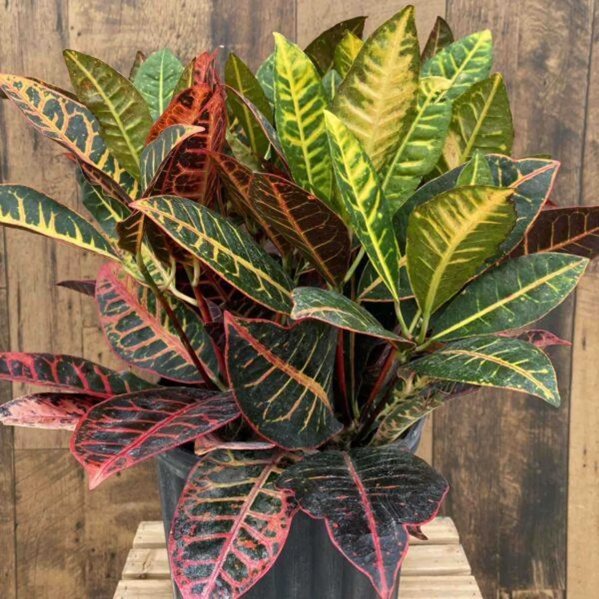 Croton ‘Petra’ (10″ pot)