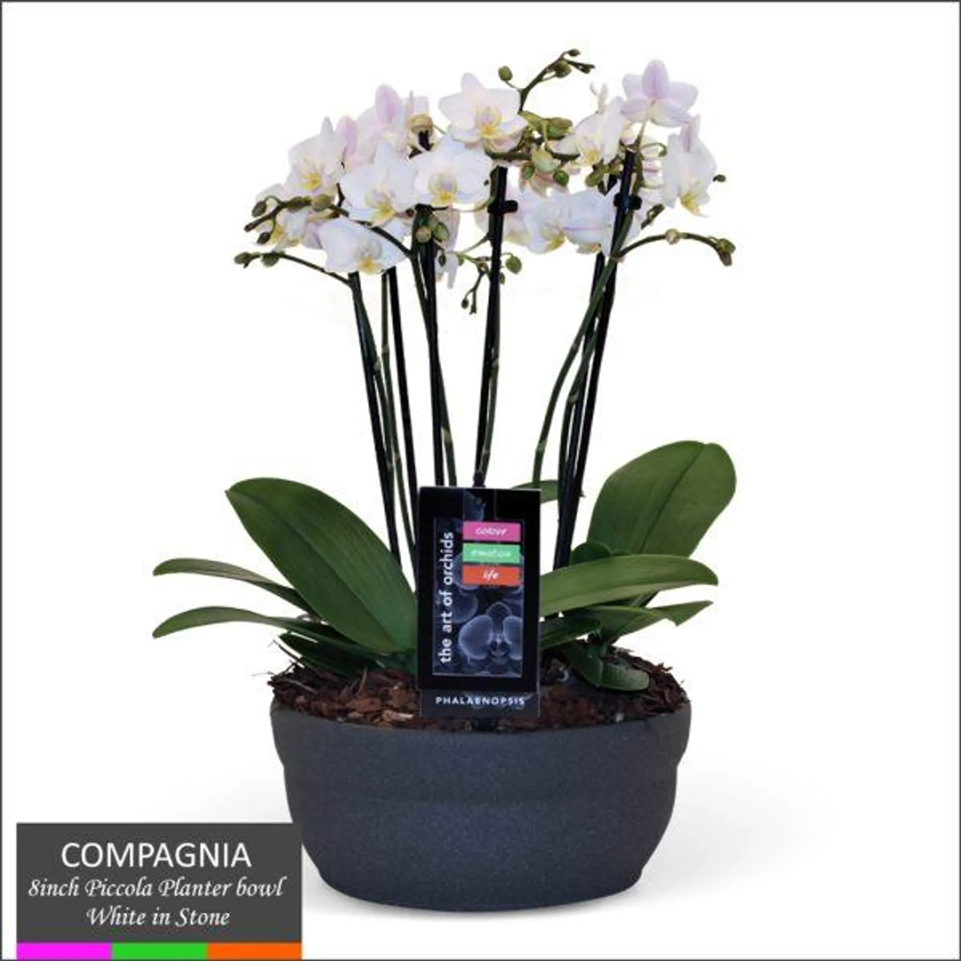 Compagnia Piccola Orchid Arrangement (8″ Planter)