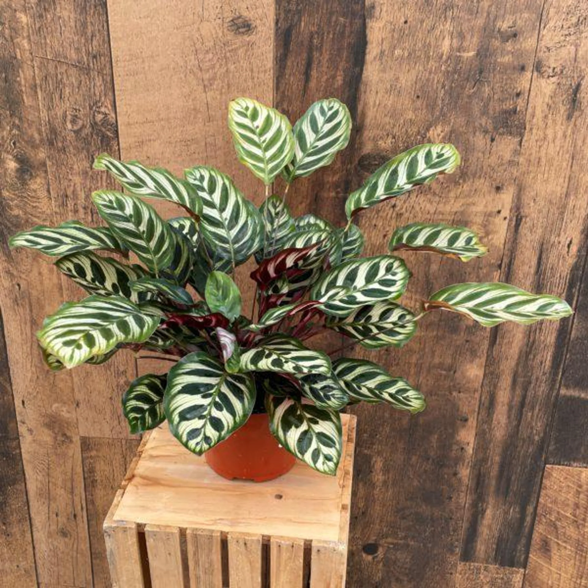 Calathea Collection (6″ pot) (multiple varieties available)