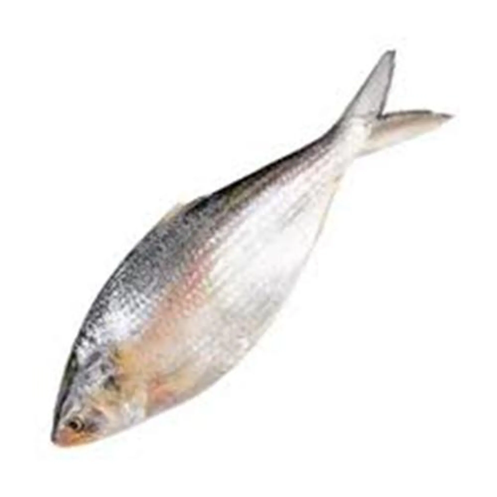 Taza Hilsa (500gm)