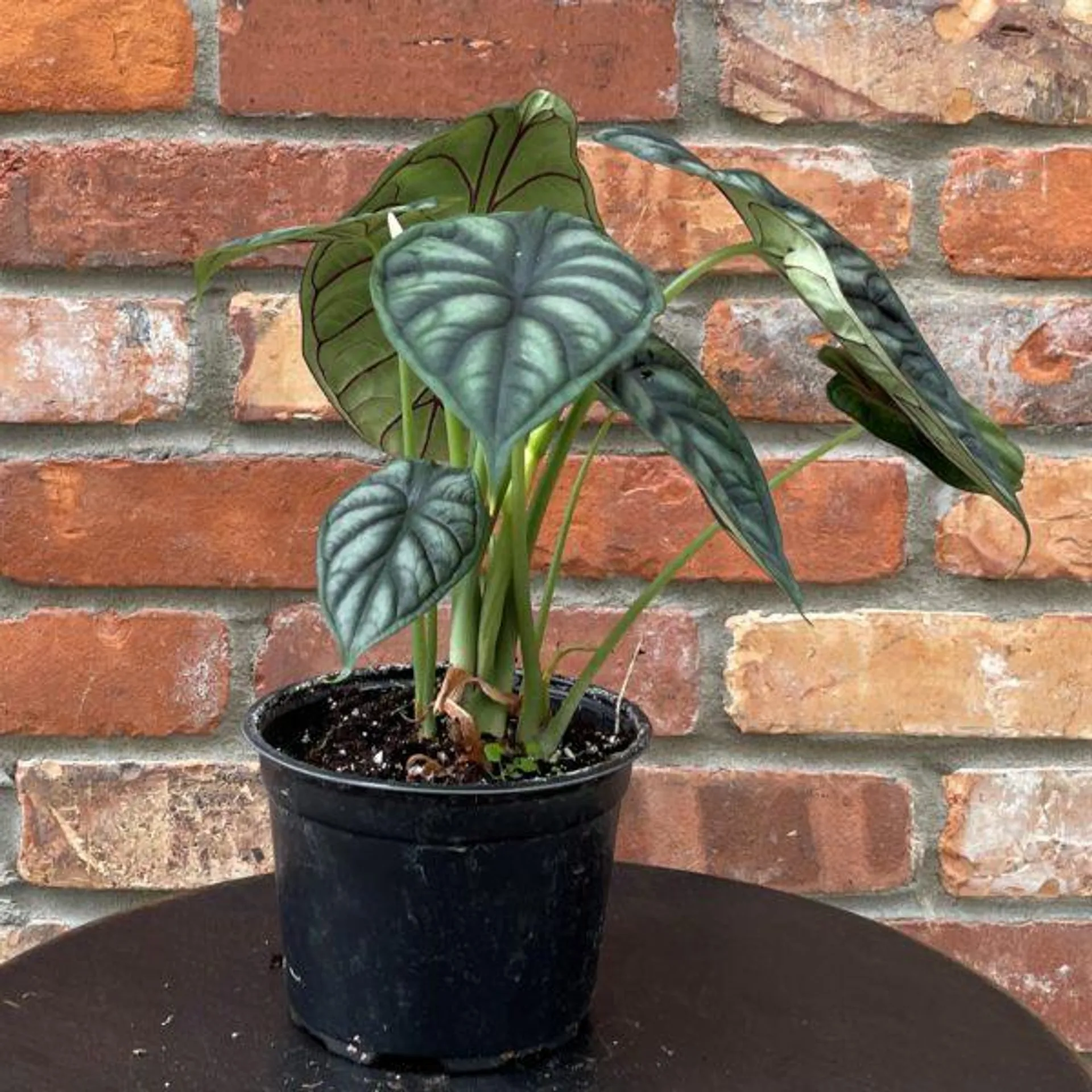 Alocasia Dragon Scale (6″ pot)