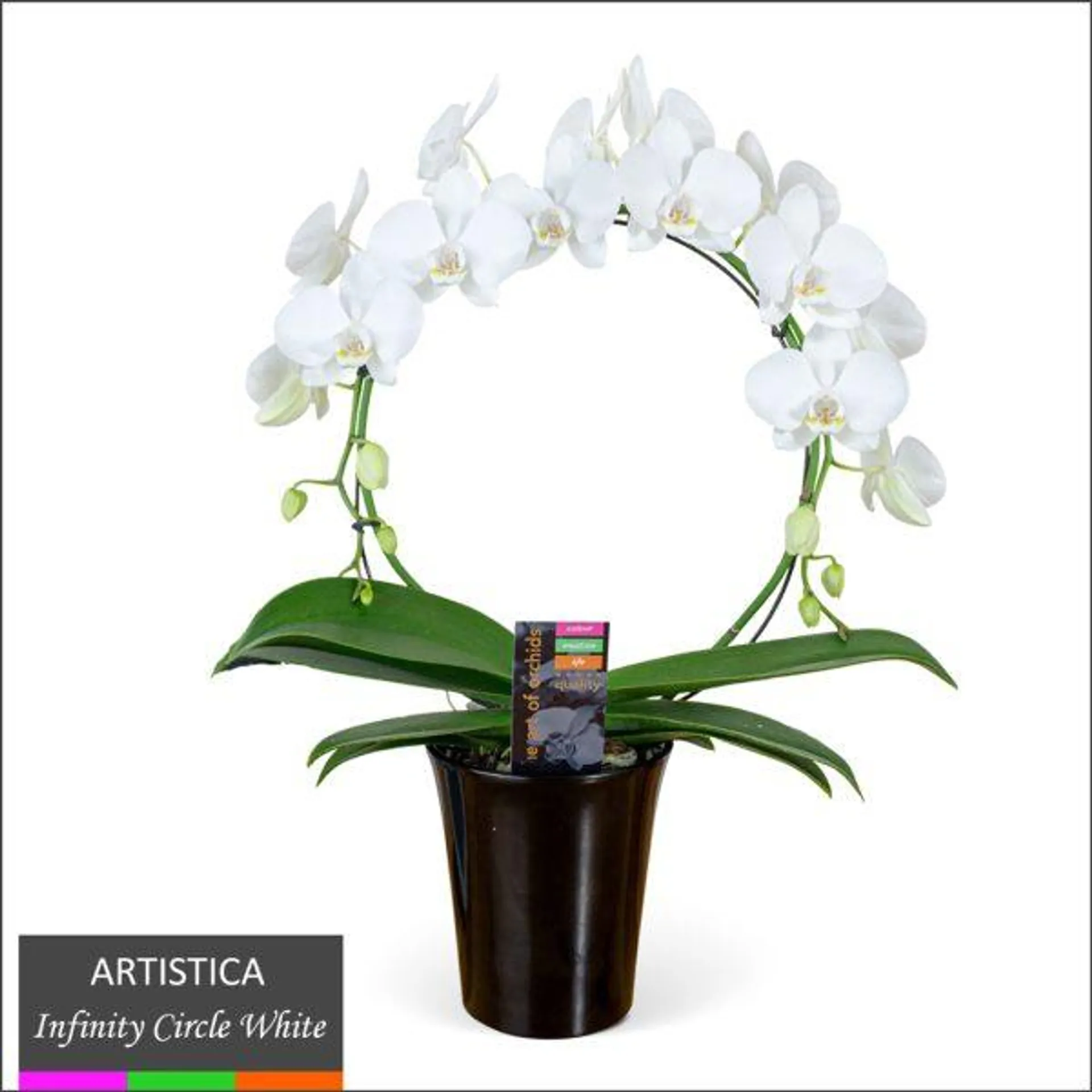 Artistica Orchid – Infinity Circle in Ceramic Pot
