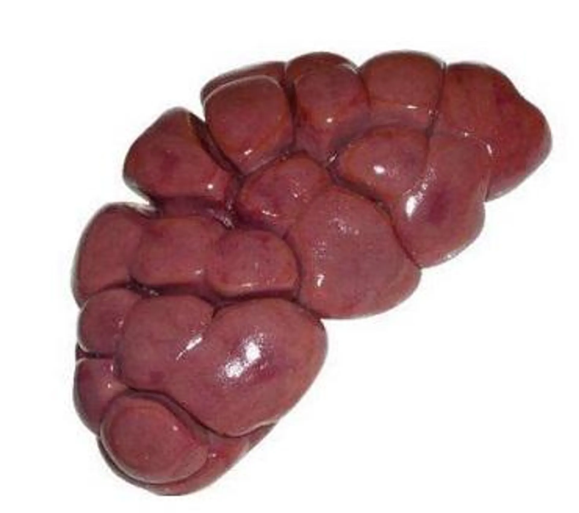 Beef kidney (approx 1.2lb) - 1pack