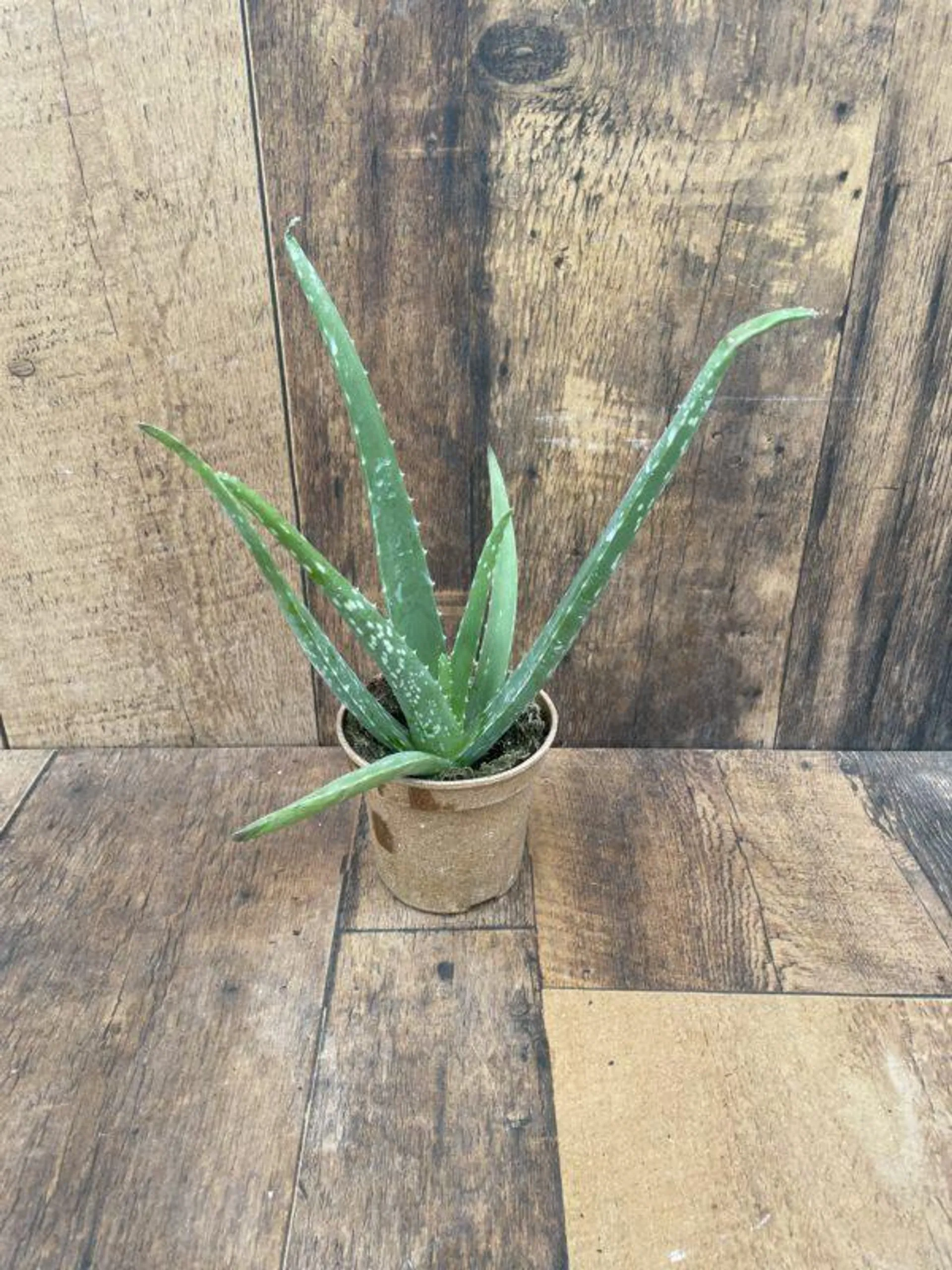 Aloe Vera (4″ pot)