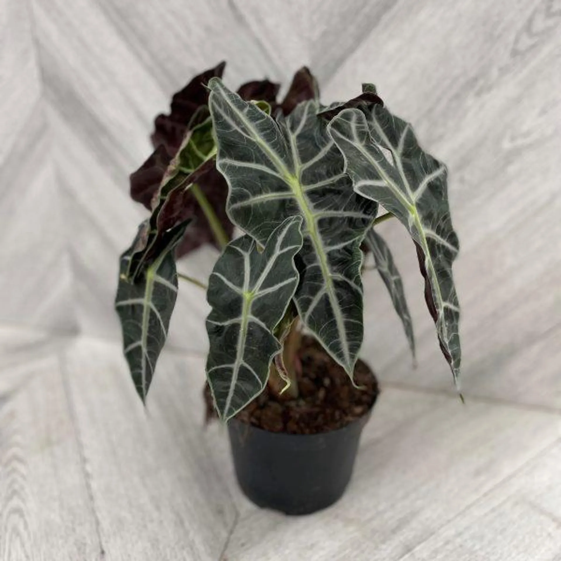 Alocasia ‘Polly’ (6″ pot)