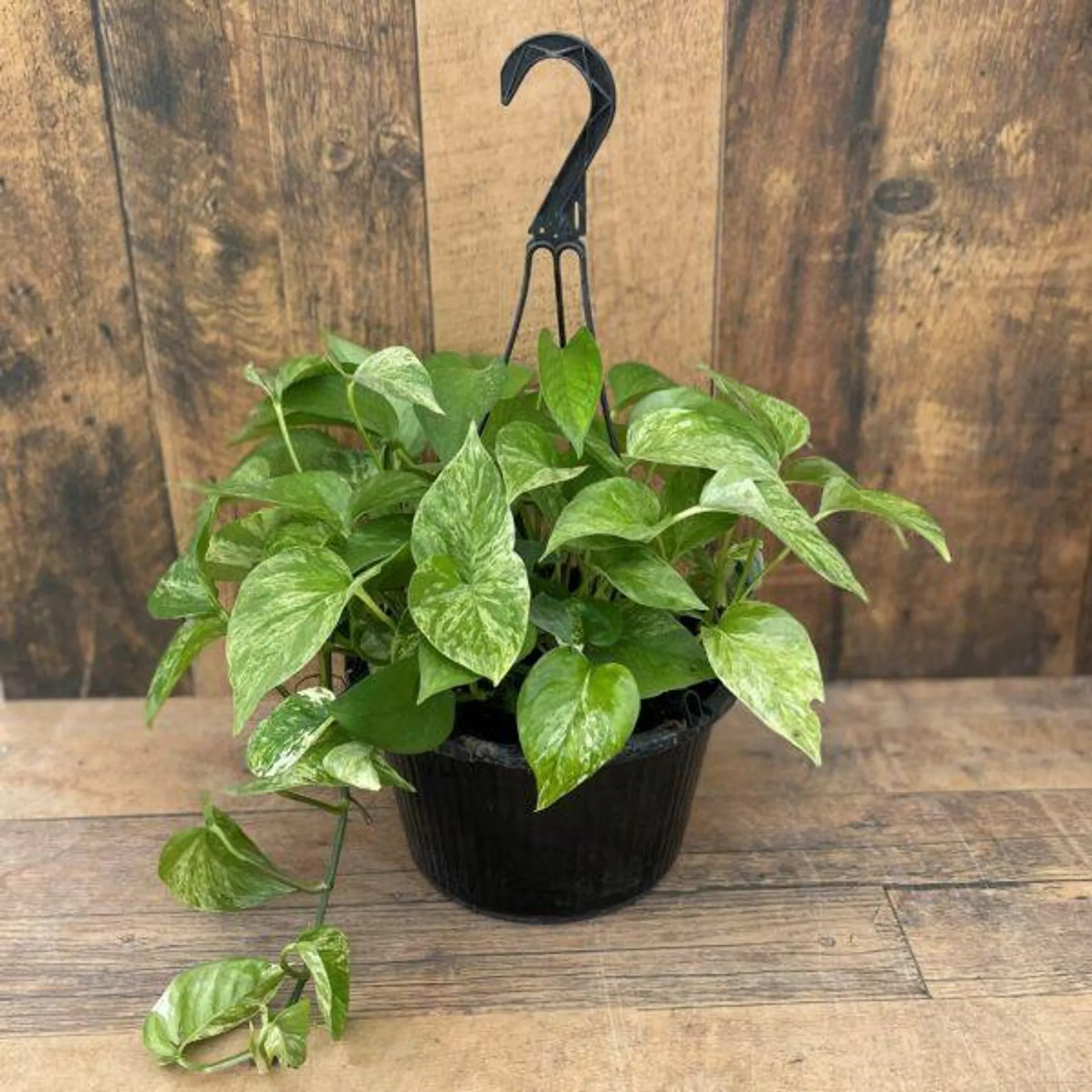 10″ Pothos ‘Marble Queen’ Hanging Basket