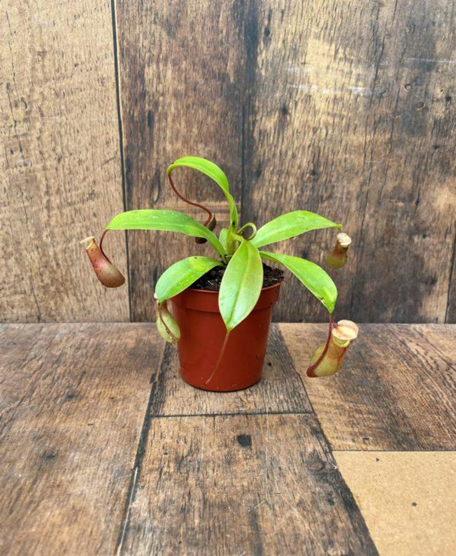 Asian Pitcher Plant (3.25″ pot)