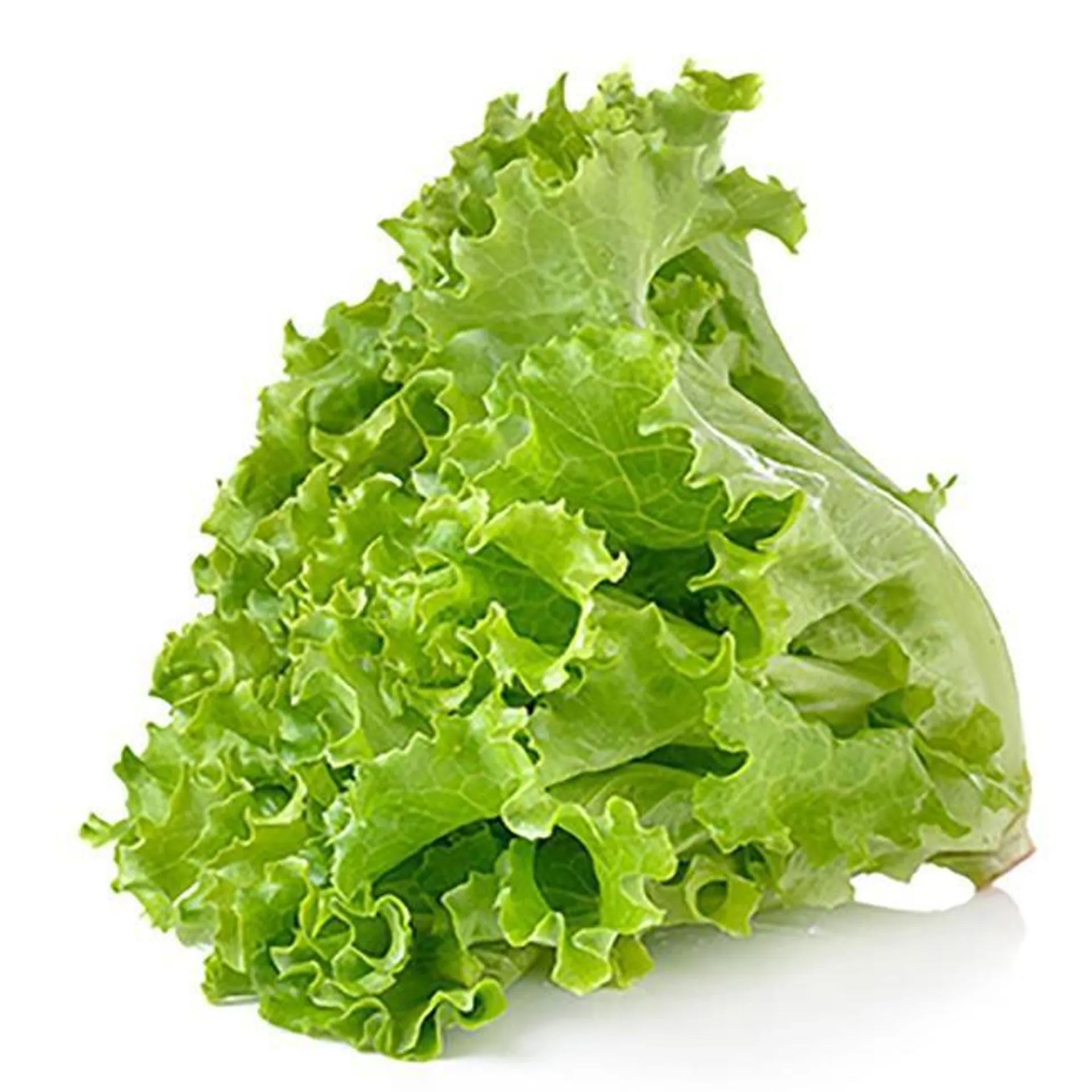 Chinese lettuce - 1pc