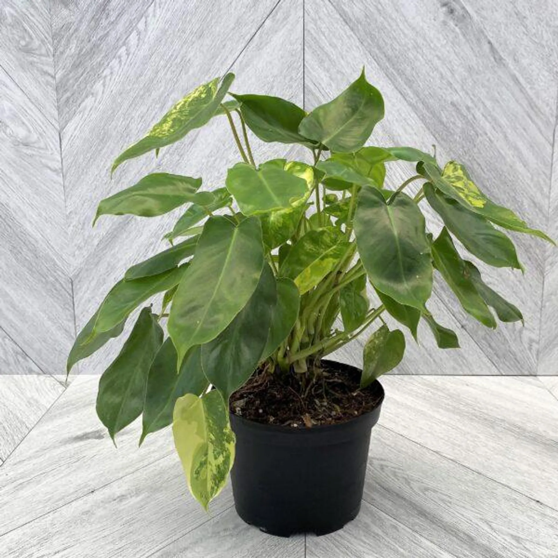 Philodendron Burle Marx Variegated