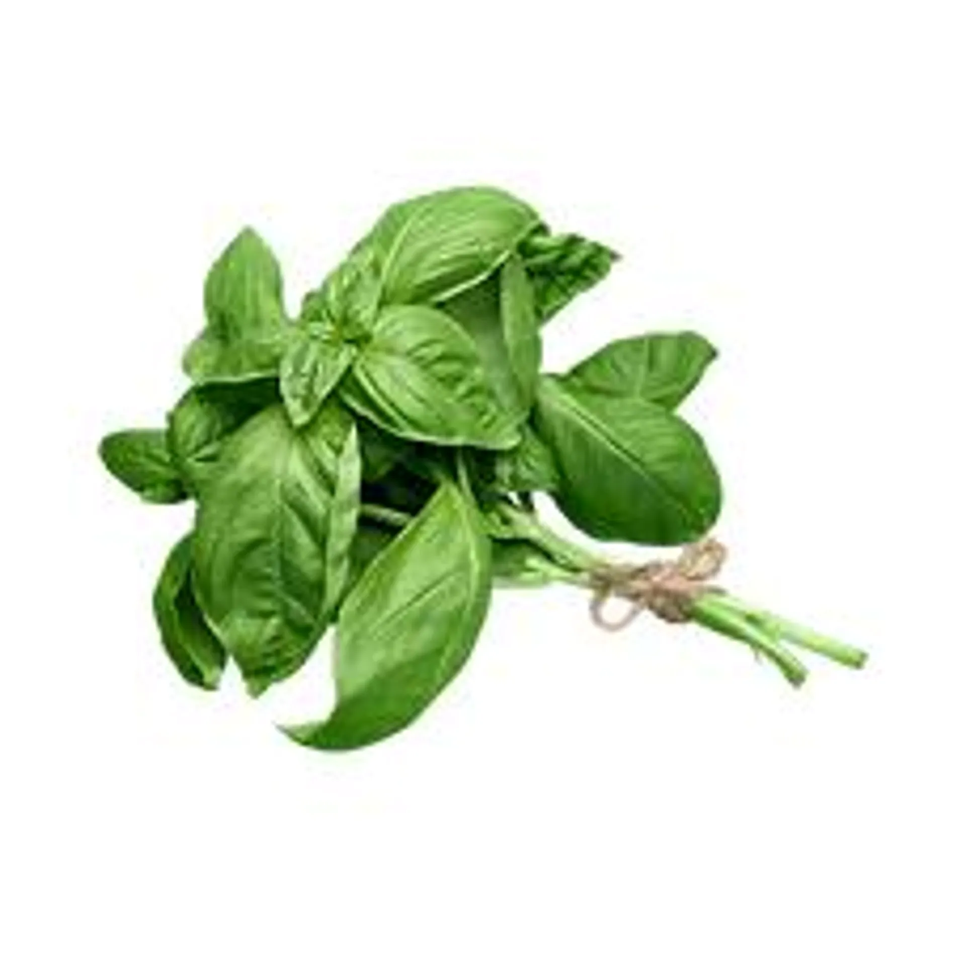 Fresh Basil