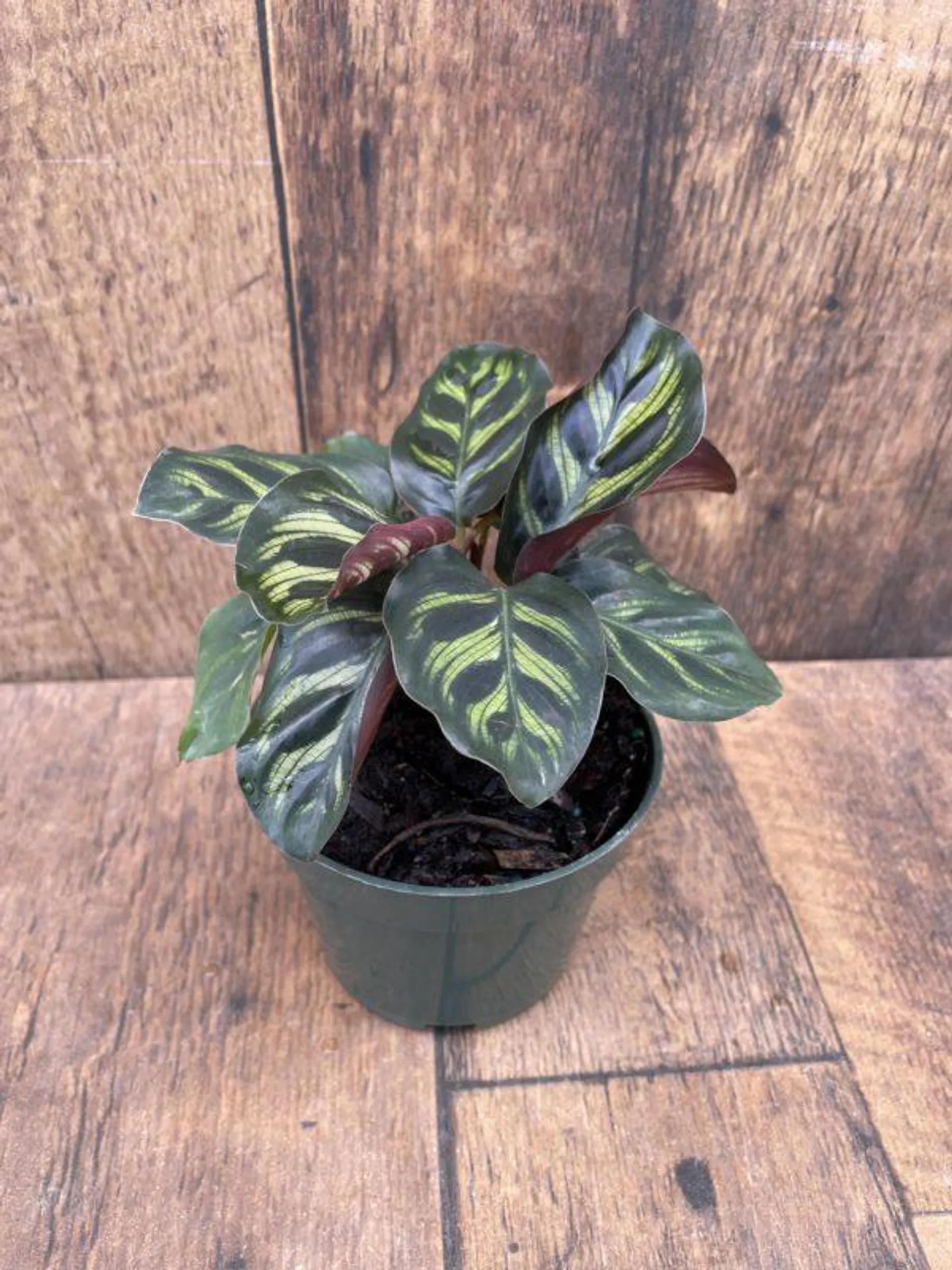 Calathea makoyana (4″ pot)