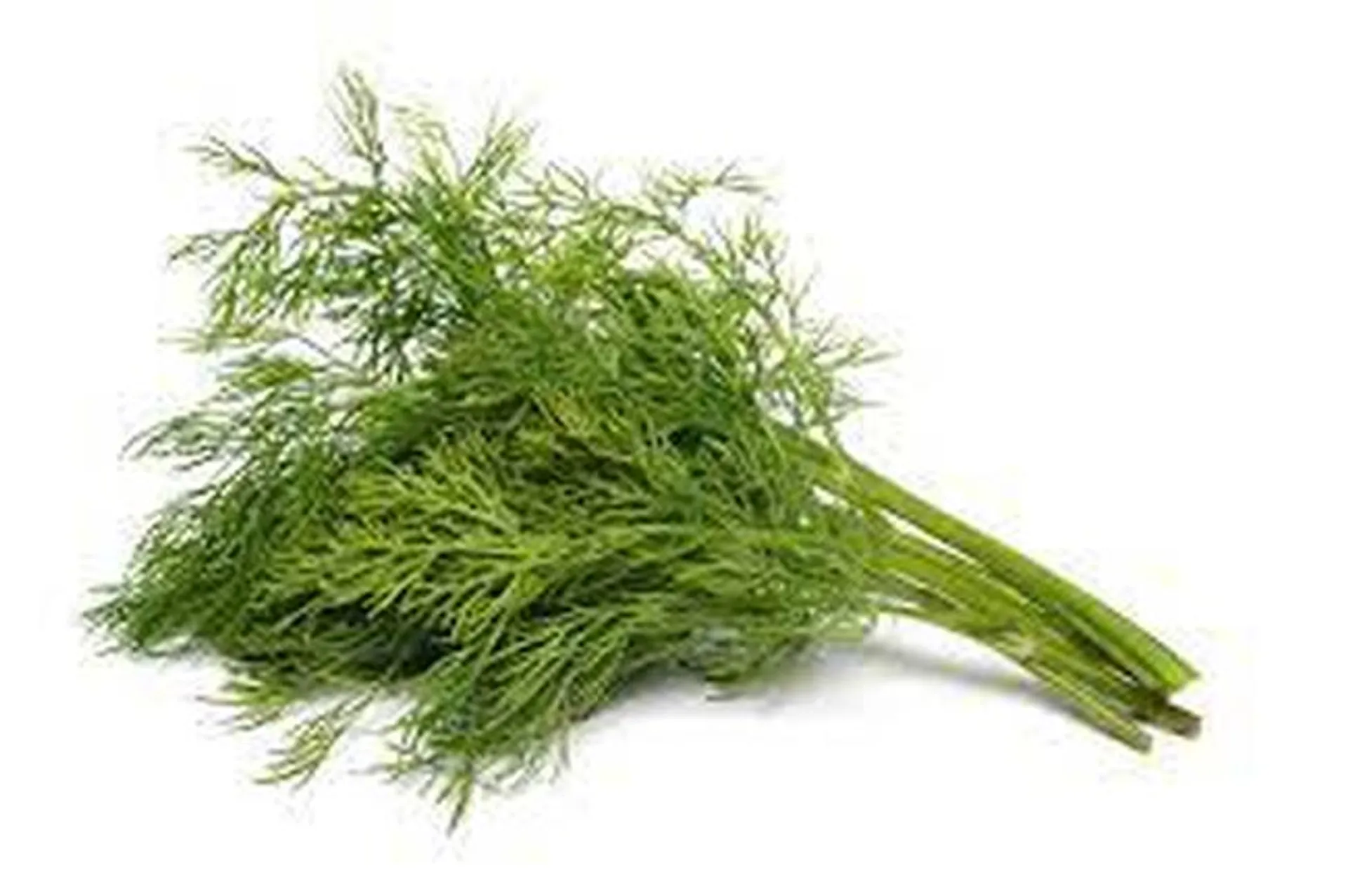 Herbs Dill