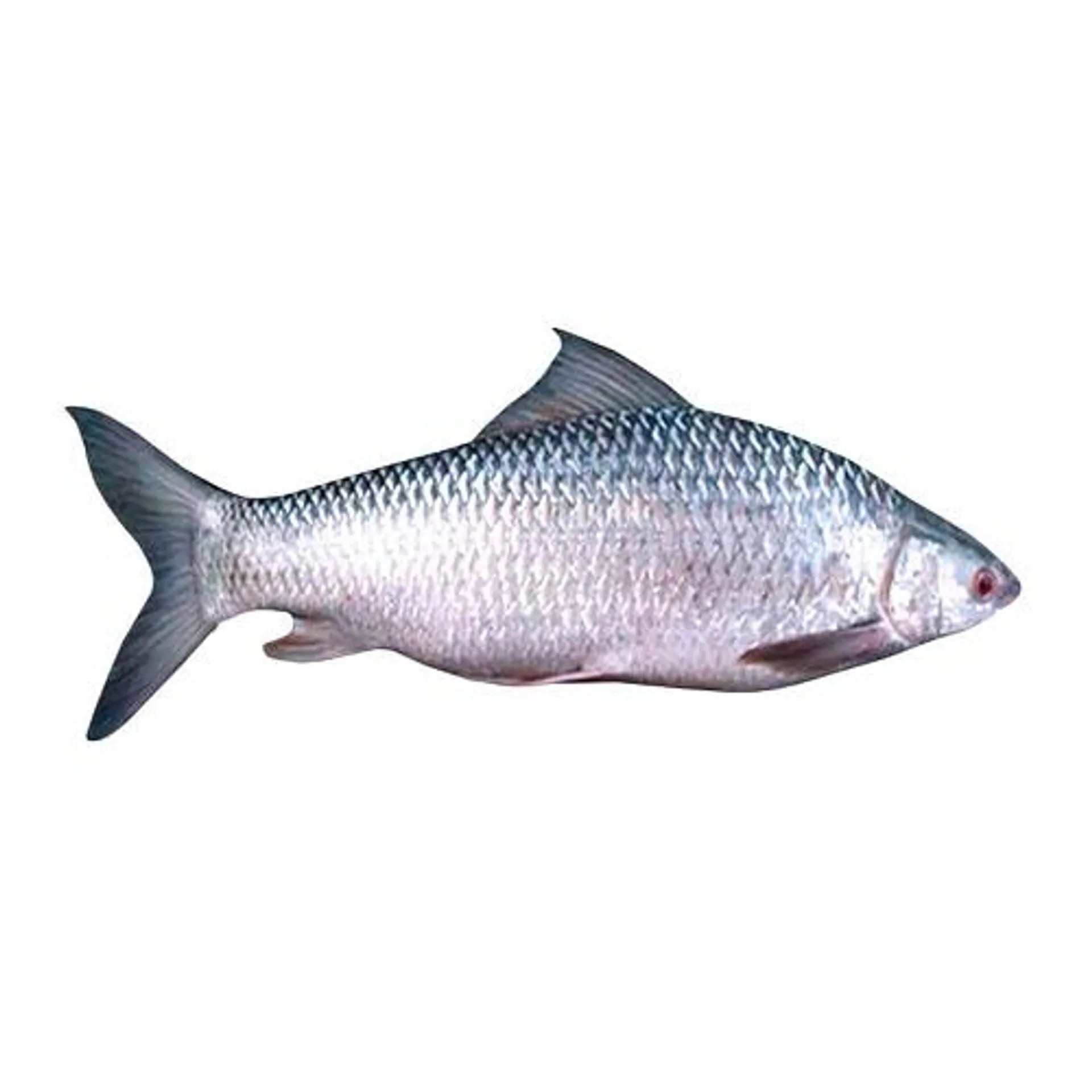 Mrigal Fish 3kg