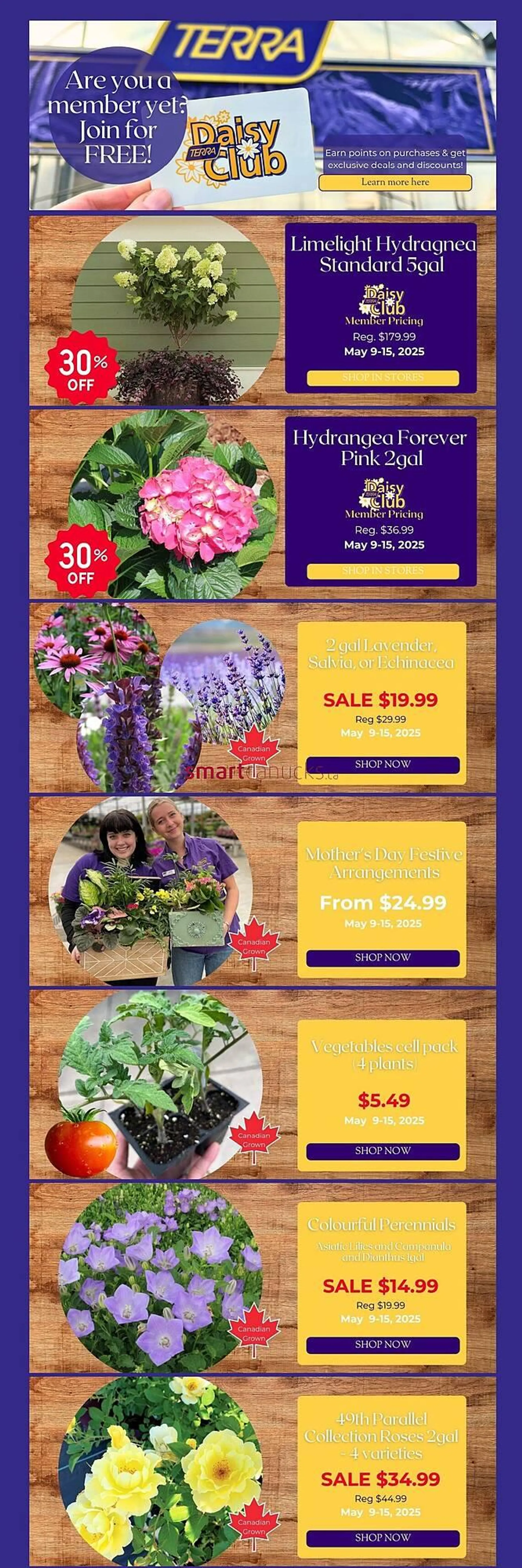 Terra Green Houses flyer - 1